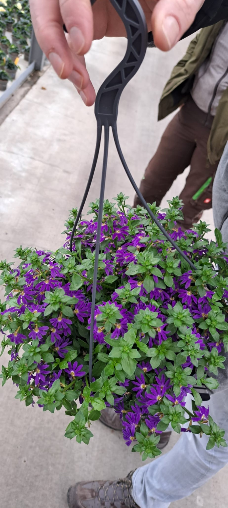 Scaevola aemula, hangpot, blauw, D 27
