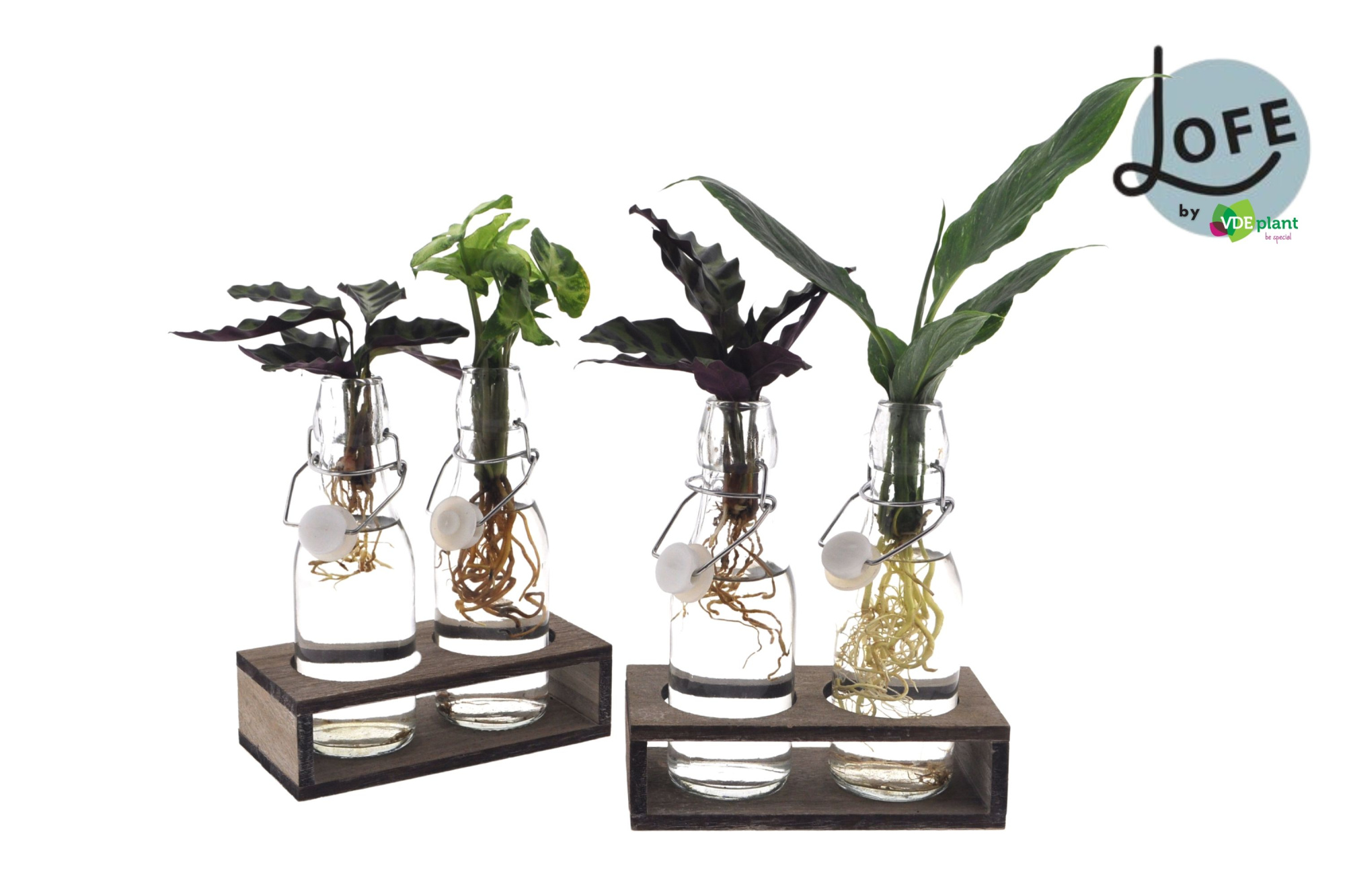 LOFE | Intenz mix in Ann Glas (witte dop) + Naturel Duo, D 7 cm