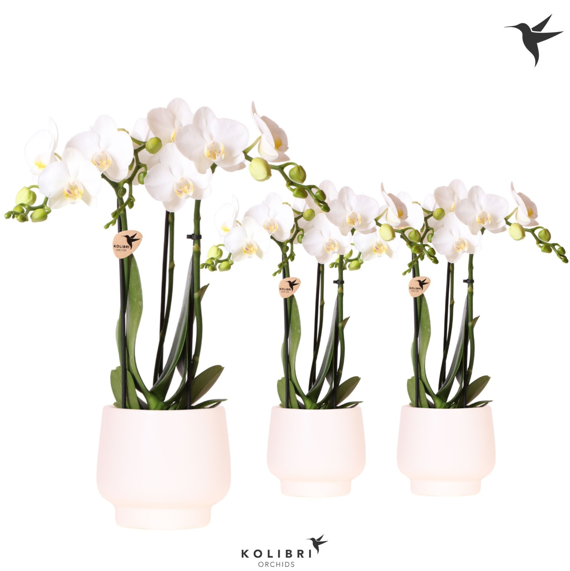 Kolibri Orchids Phalaenopsis white 3 spike in Scandic pot white, D 9 cm