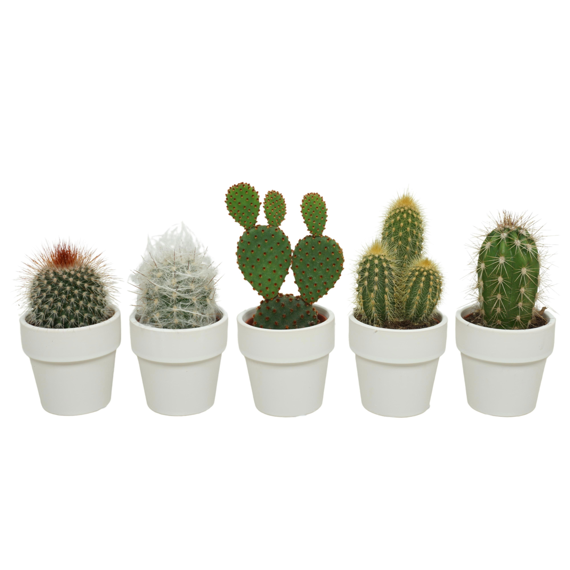 Cactus mix in 6 cm 'Wit Kraagpotje', D 5,5 cm