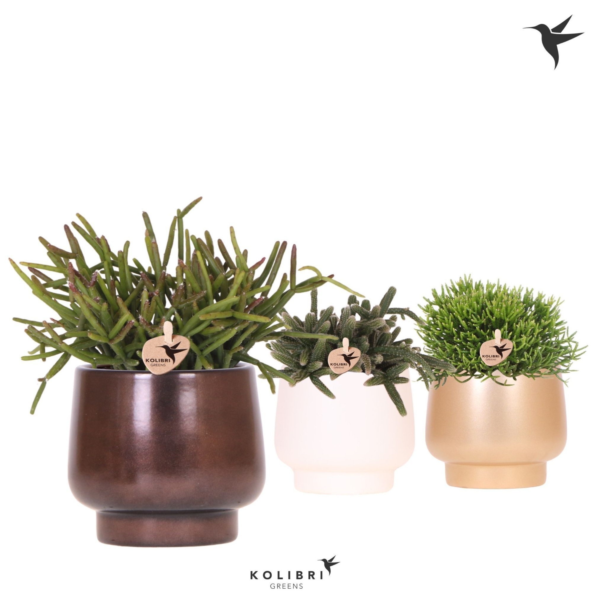 Kolibri Greens Rhipsalis mix in Scandic pot gold mix, D 9 cm