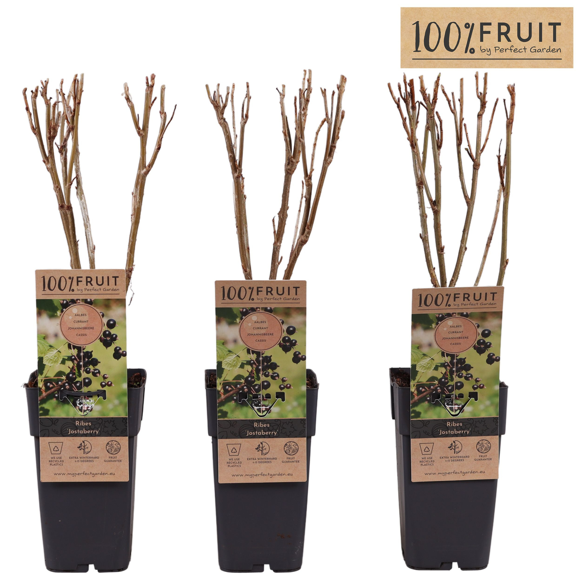 Ribes Jostaberry P15, D 15 cm