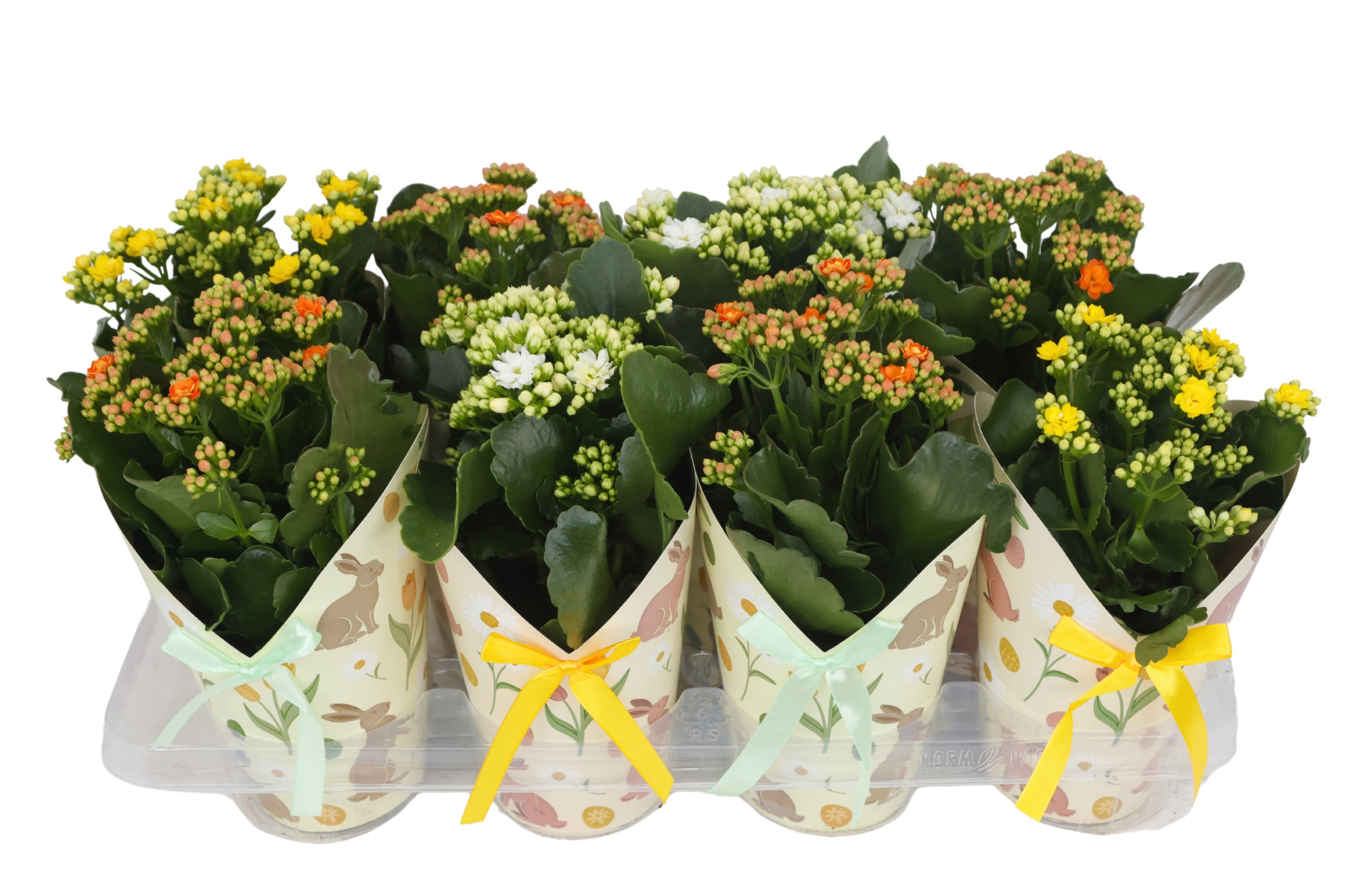 Calandiva 12 cm - Bunny cover Paas Mix groen/geel, D 12