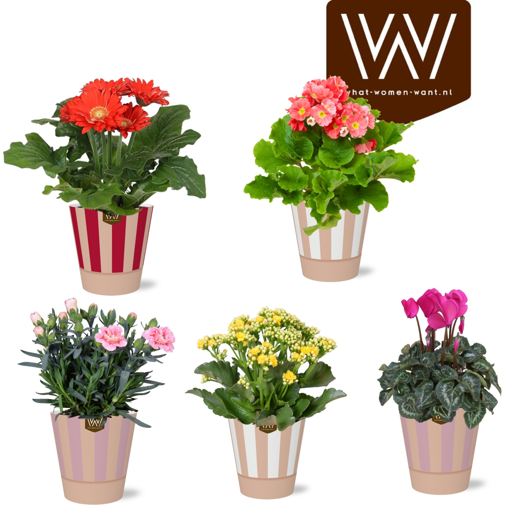 Collectie 'Sympathetic Moods ' Bloeimix in smartcup Naemi stripe, D 12