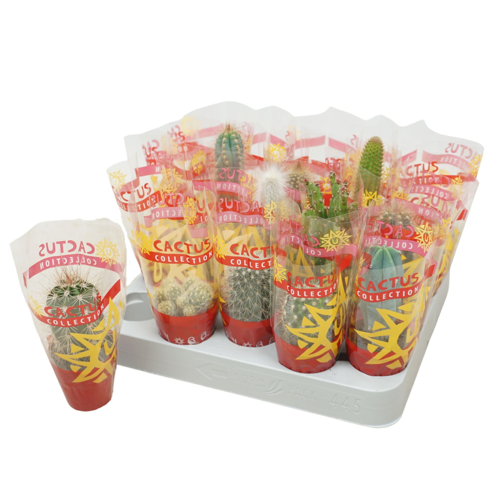 Cactus mix 5,5 cm in cactus hoes, D 5,5 cm