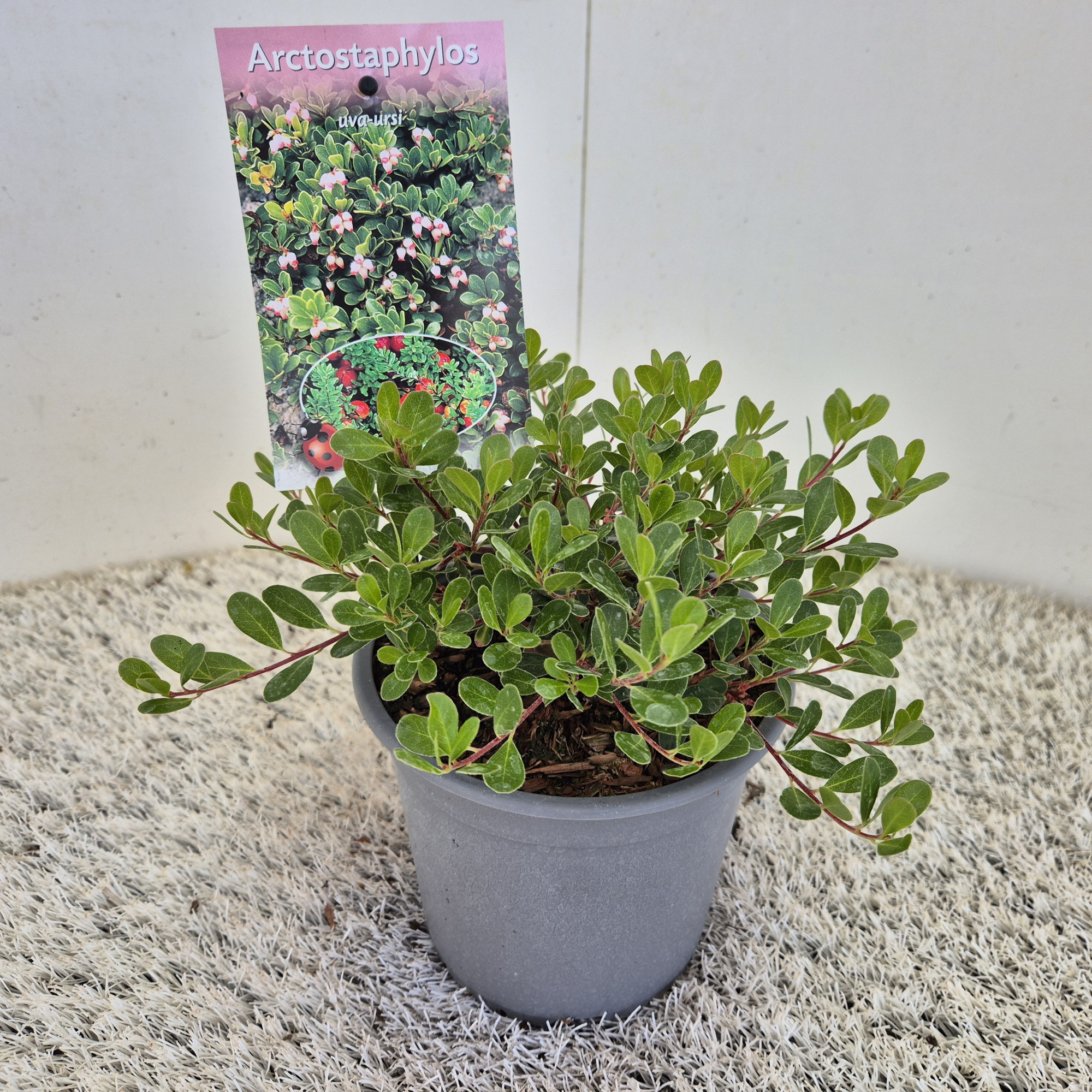 Arctostaphylos uva-ursi, D 15 cm