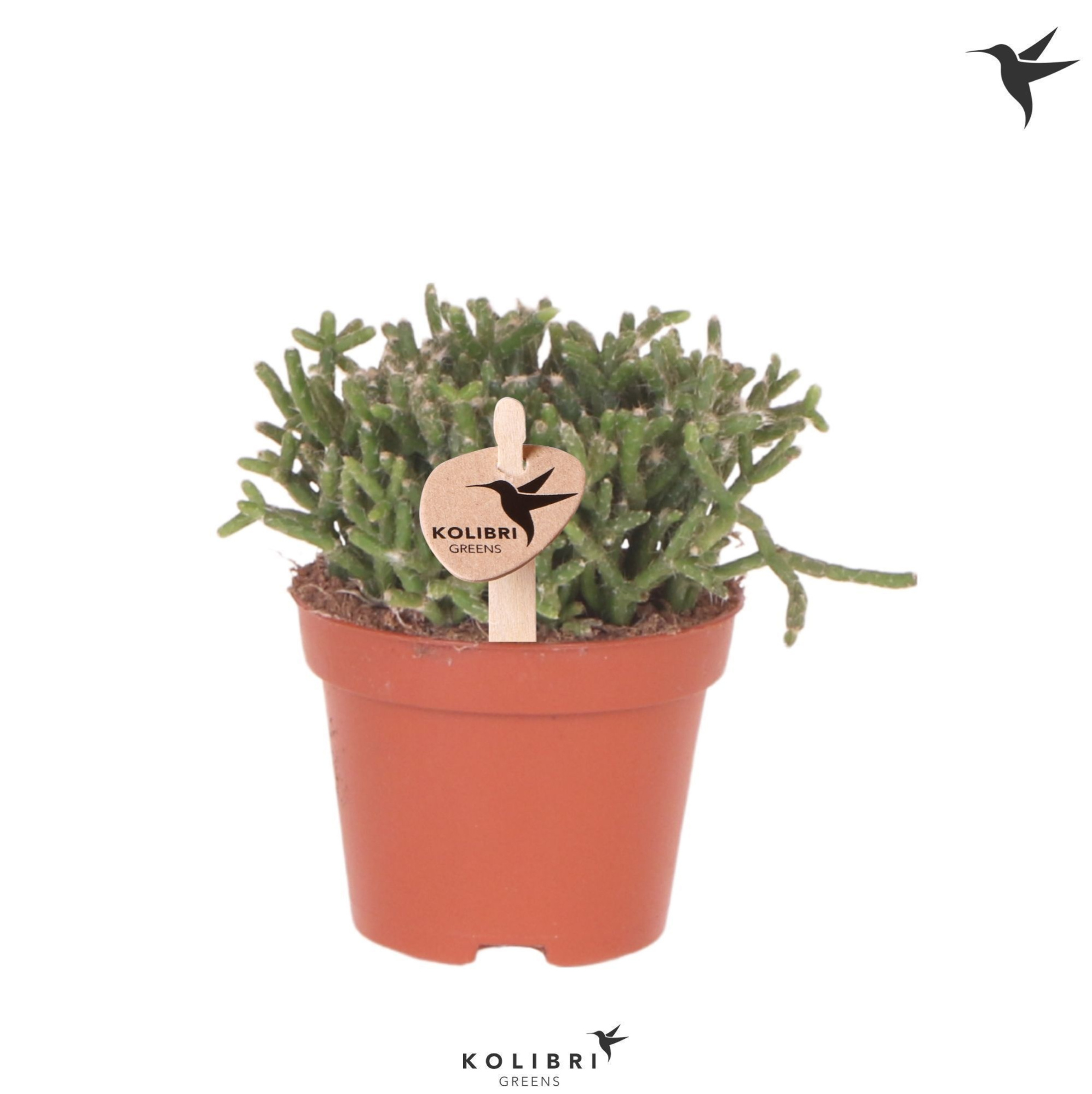 Kolibri Greens Rhipsalis Cereuscula Gold, D 6 cm