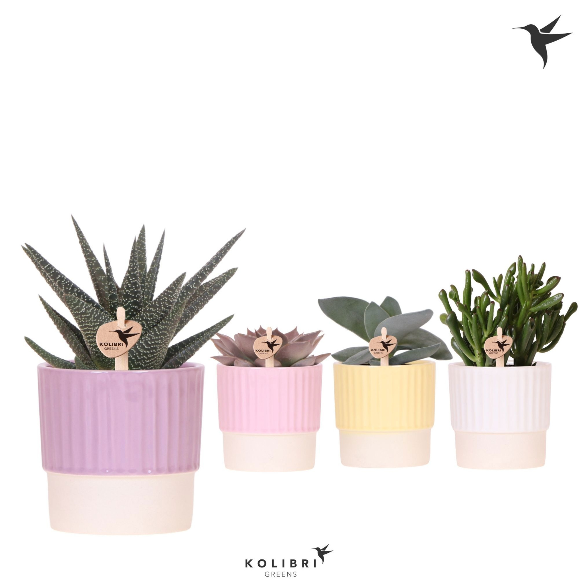 Kolibri Greens Succulenten mix in Butter pot mix, D 9 cm