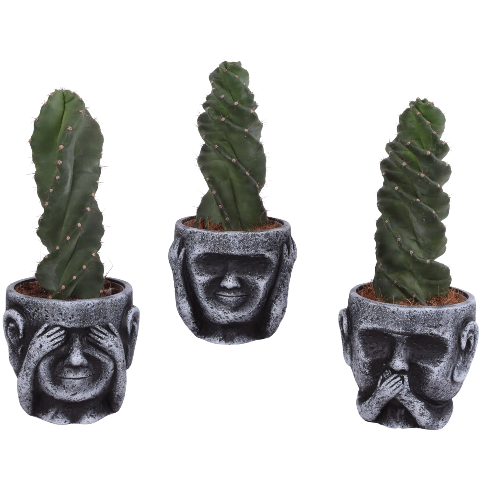 Cactus Cereus Spiralis Ø12cm in Ceramic pot Ø15cm, D 15