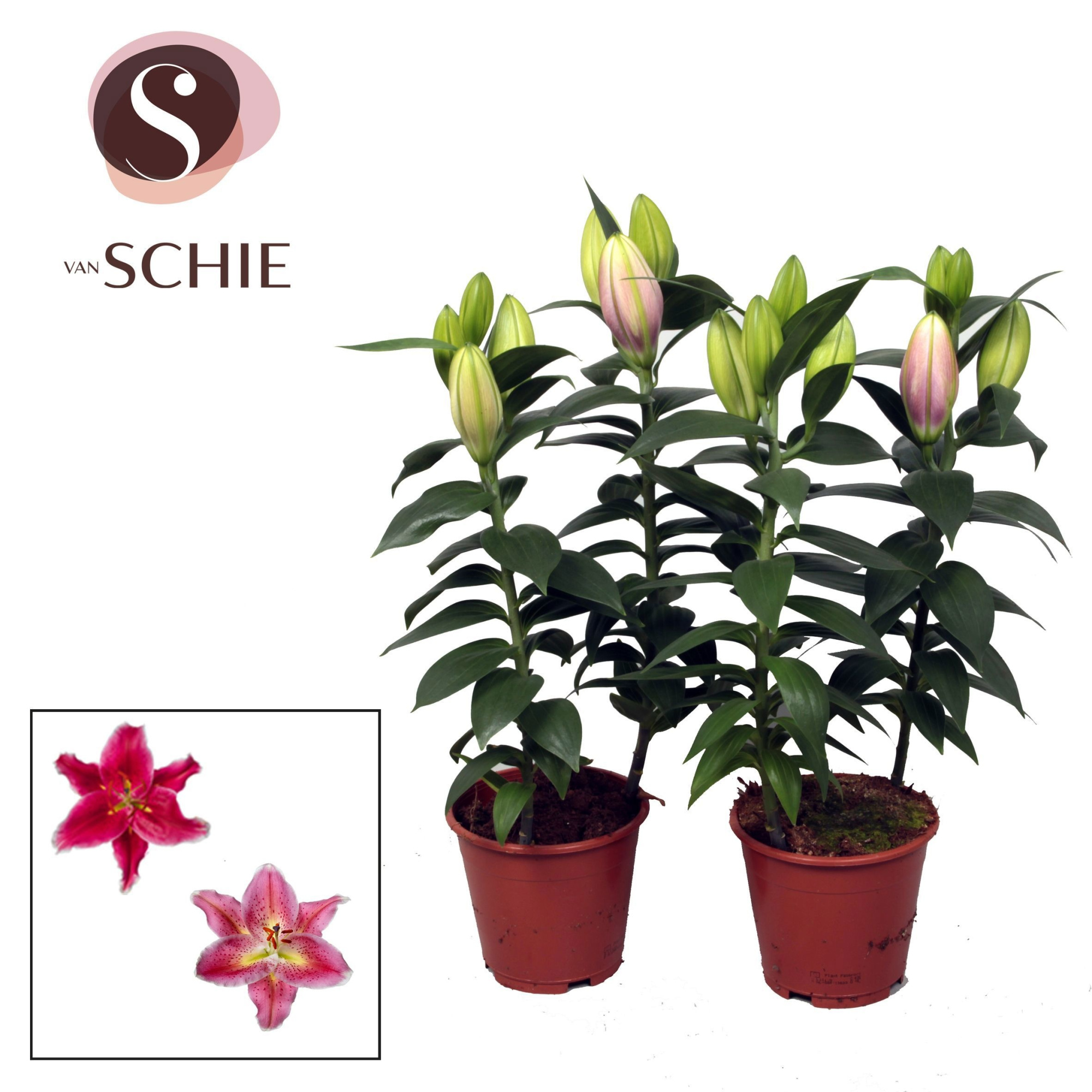 Oriental Roze 2pp, D 13