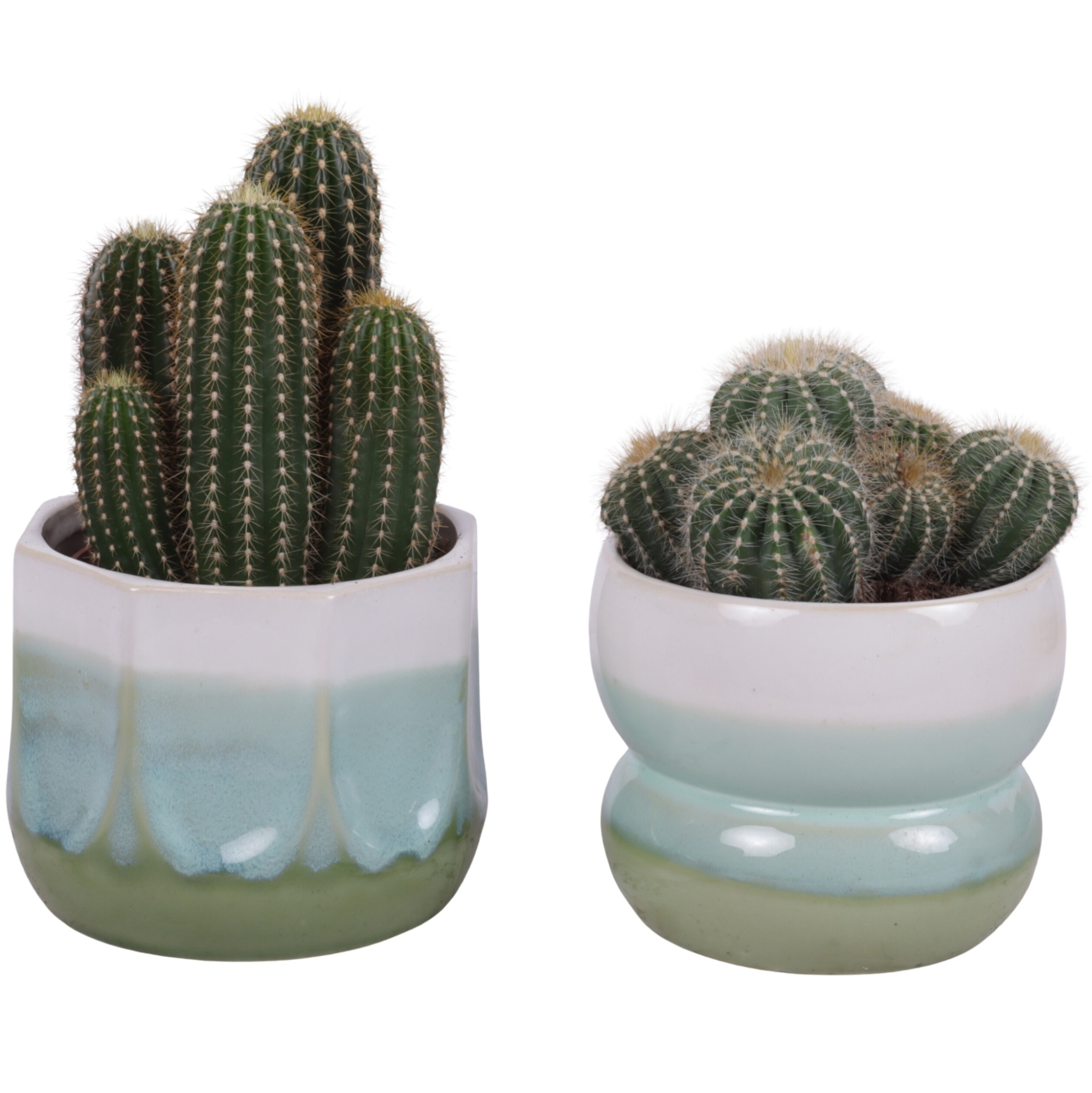 Cactus mix Ø12cm in Ø15cm Ceramic FB675, D 15