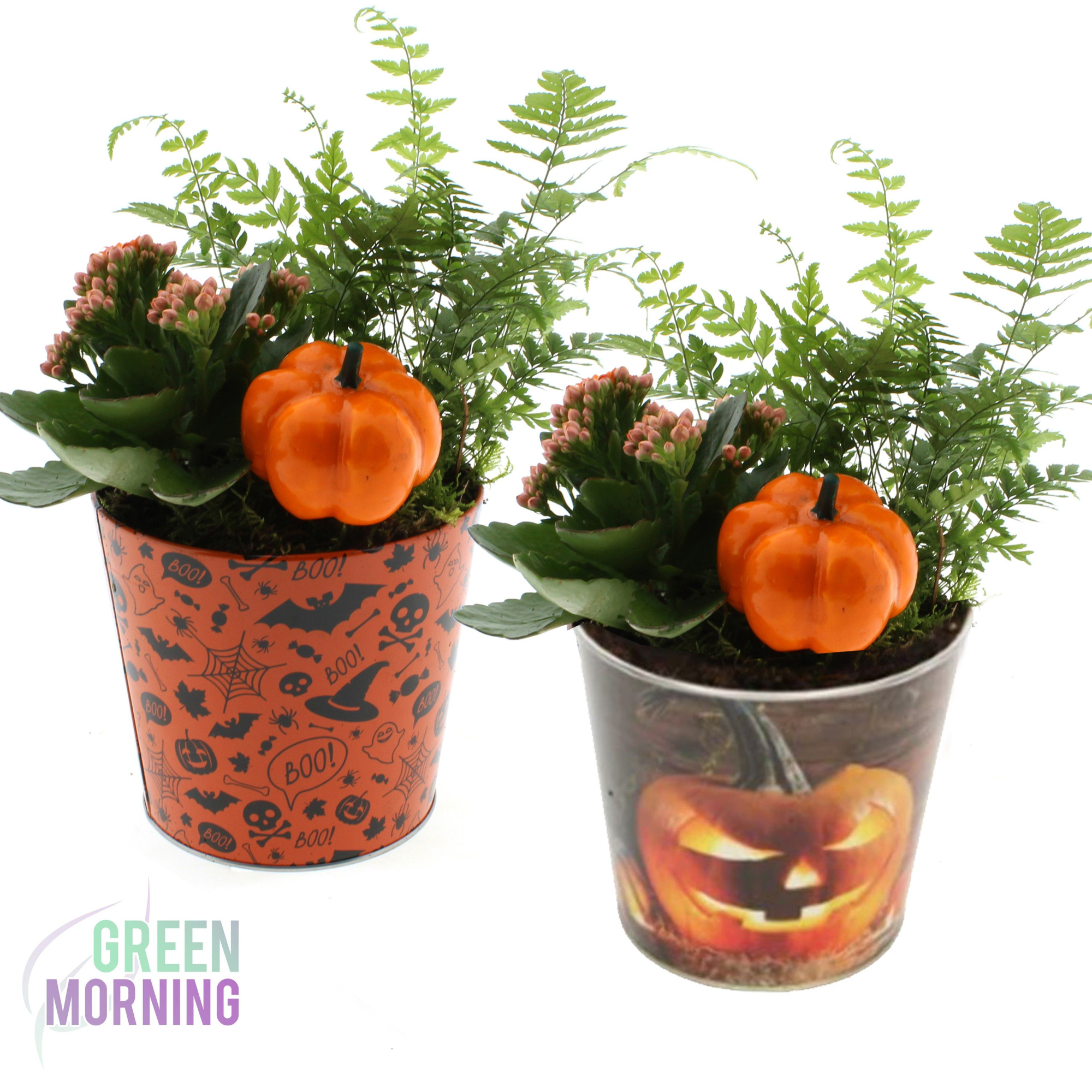 Arrangement 2 planten in Zinken pot Halloween met pompoen bijsteker, D 12 cm