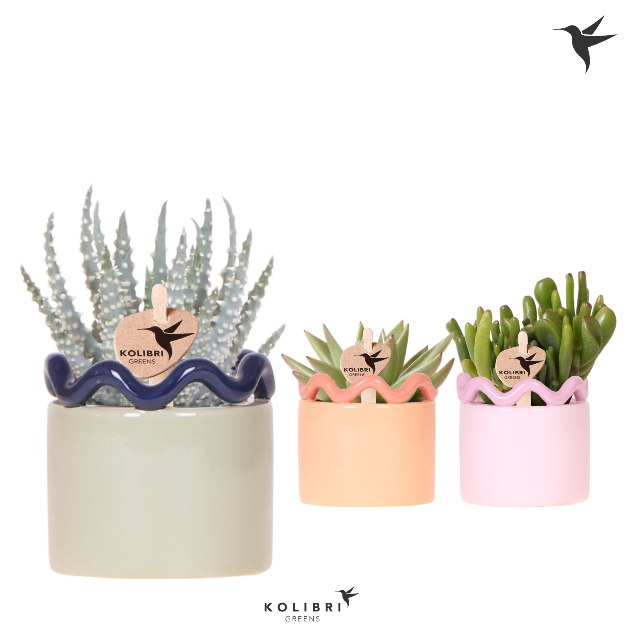 Kolibri Greens Succulenten mix in Funky pot mix, D 6 cm