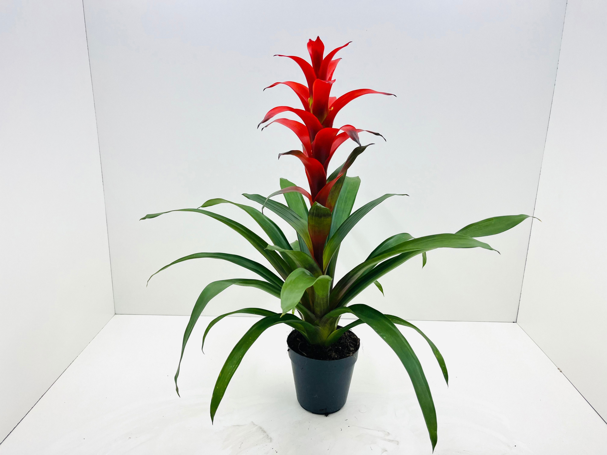 Guzmania Rostara XXL, D 15