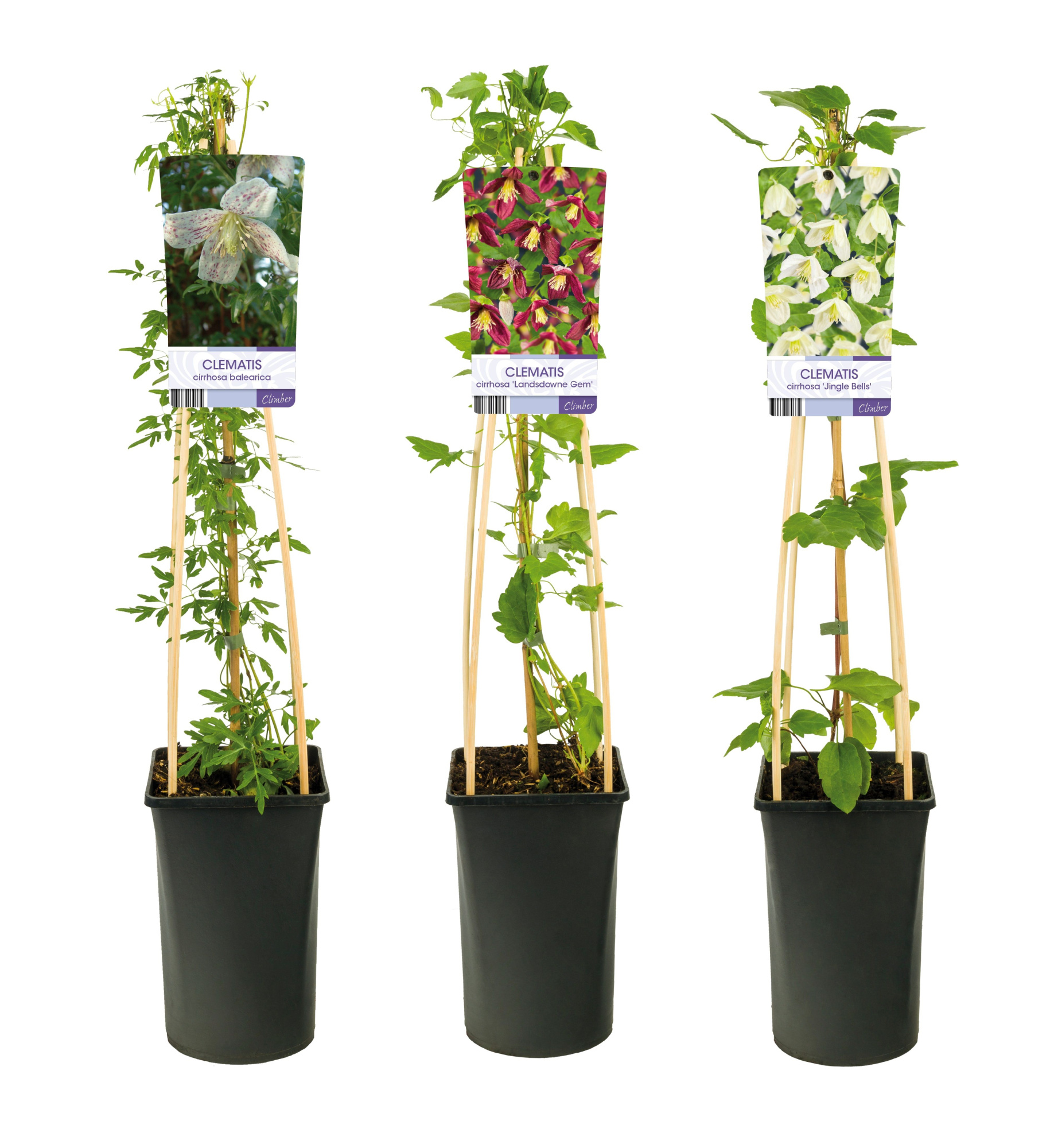 Mixshelf Clematis Cirrhosa +light label, D 17