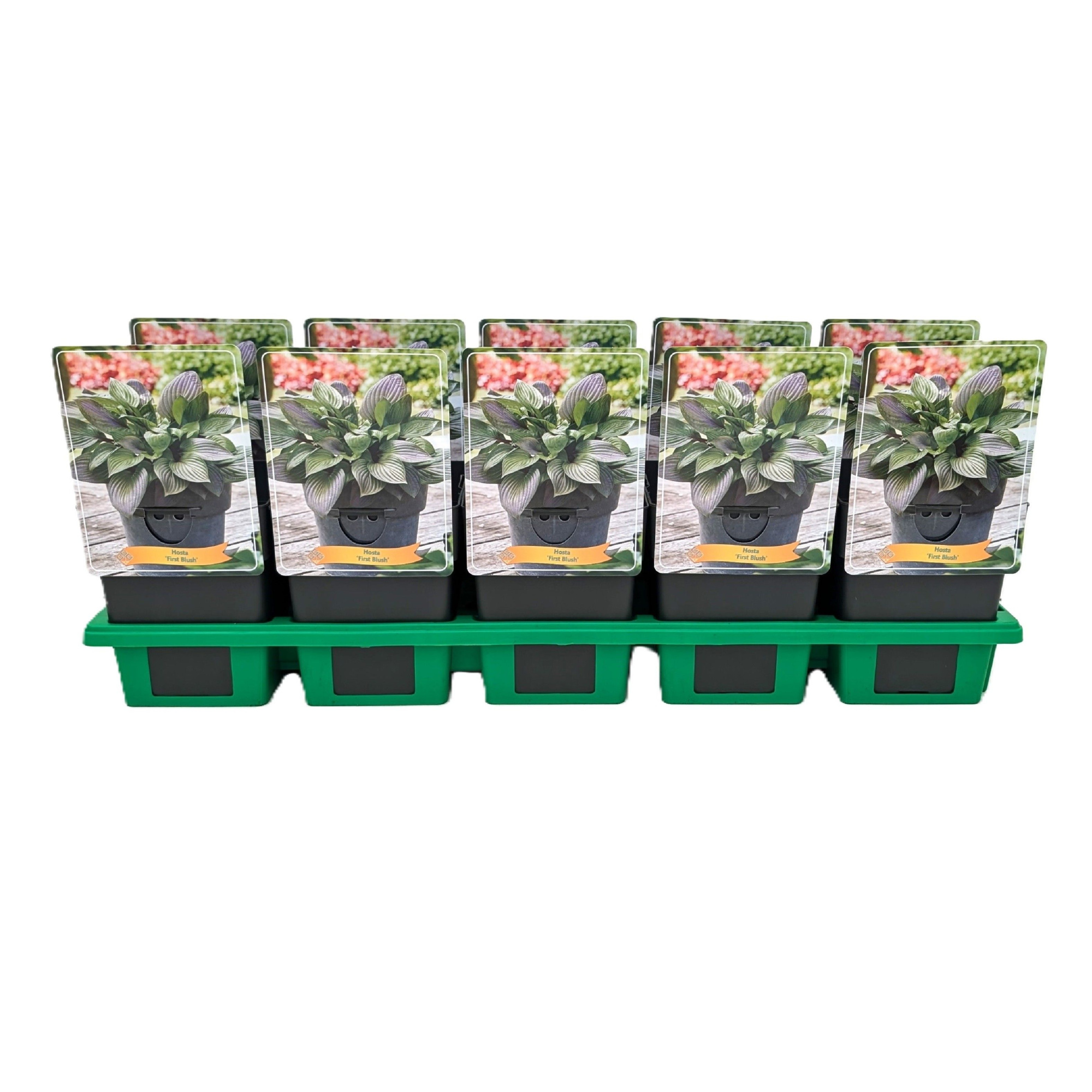 Hosta 'First Blush' P11, D 11 cm