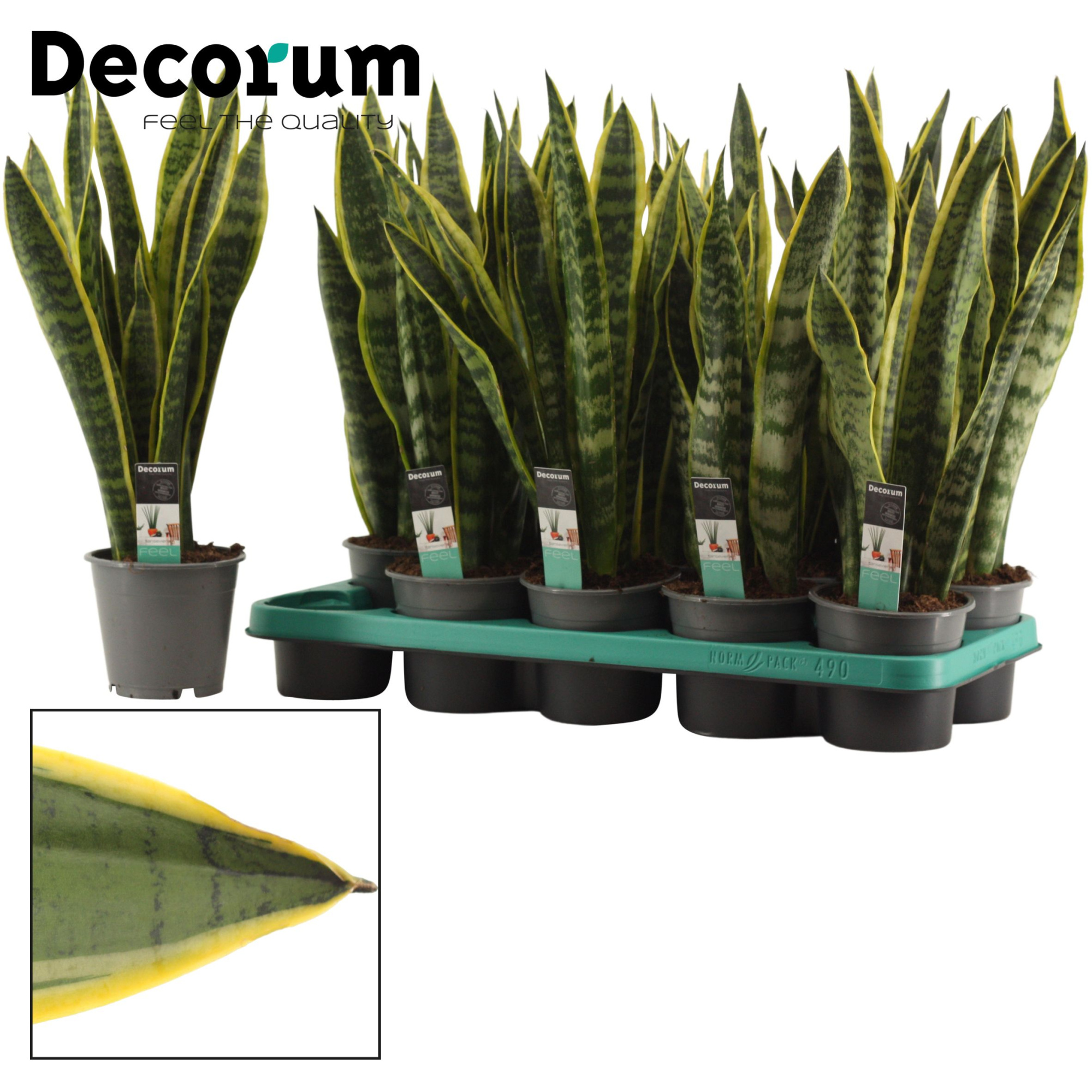 Sansevieria Laurentii 12 cm (Decorum), D 12