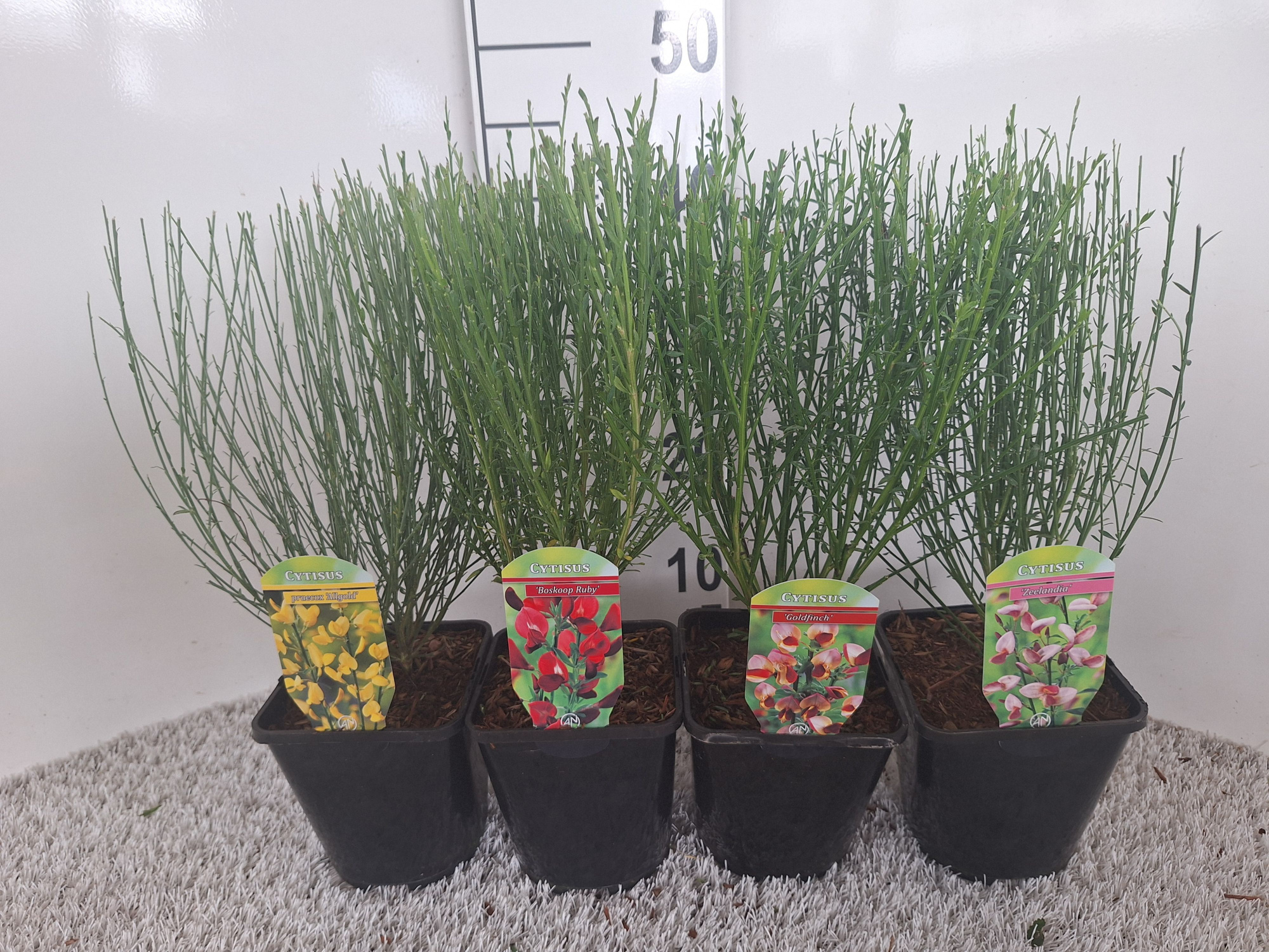 Cytisus overig, D 14 cm