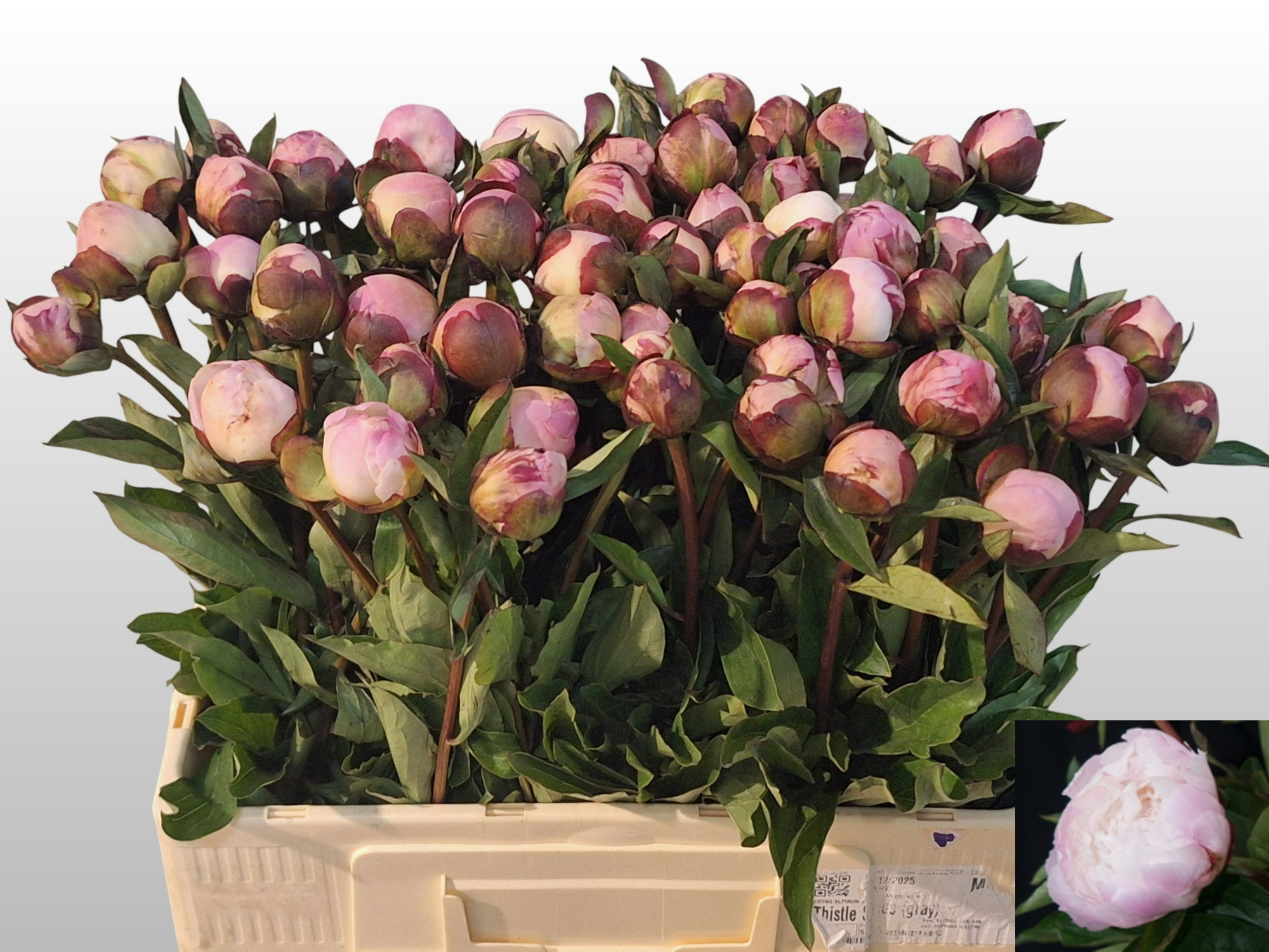 Пион Гардения 55 (светло-роз.), шт.