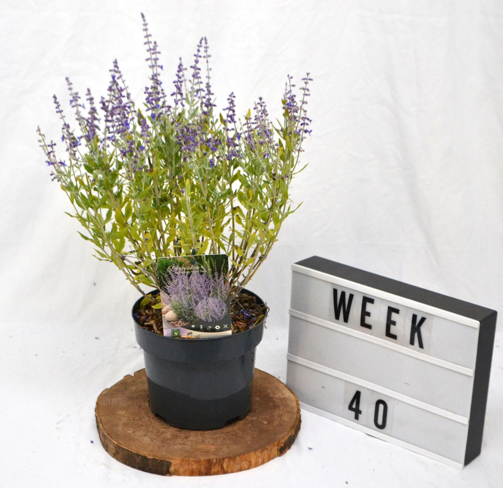 Perovskia atriplicifolia Prime Time C3 30-40, D 19 cm