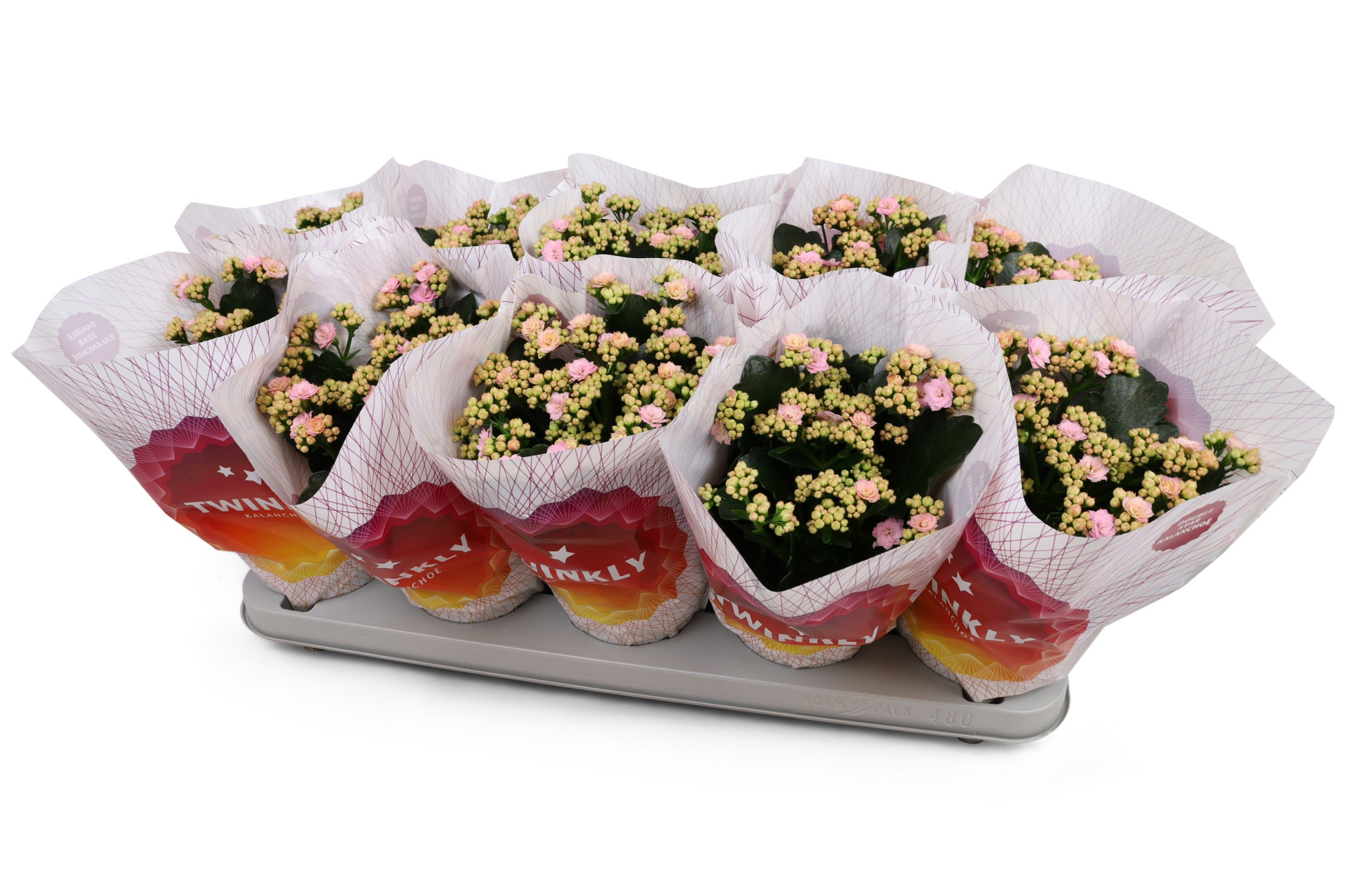 Kalanchoë Perfecta Pink Twinkly hoes, D 12 cm