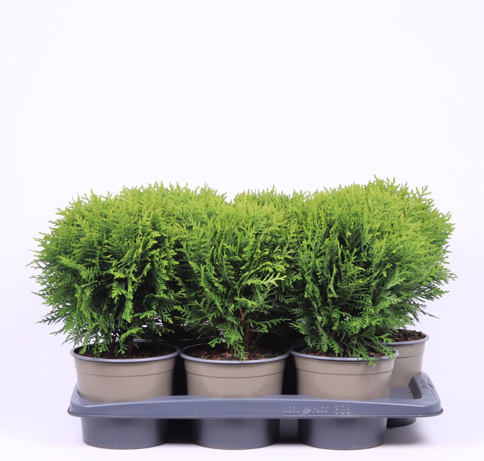 Thuja occidentalis 'Danica', D 17 cm