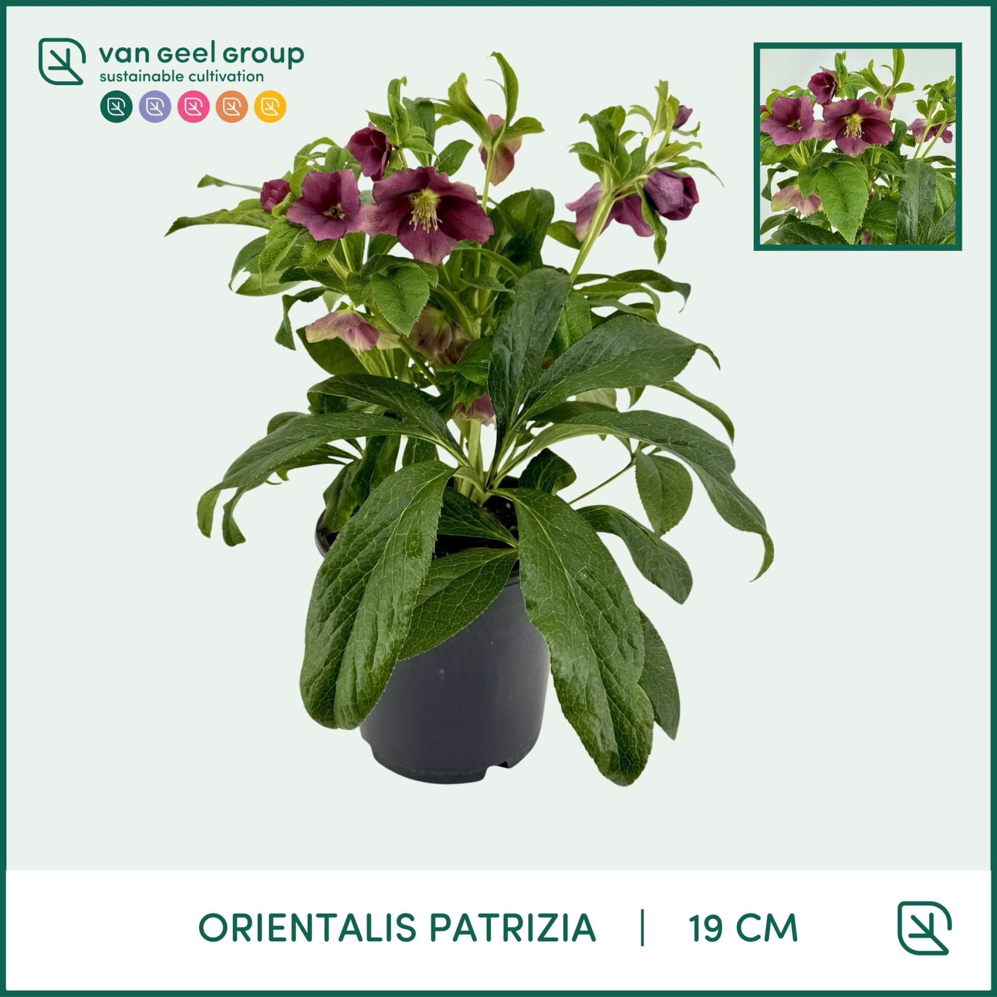 ViV Patrizia, D 19 cm