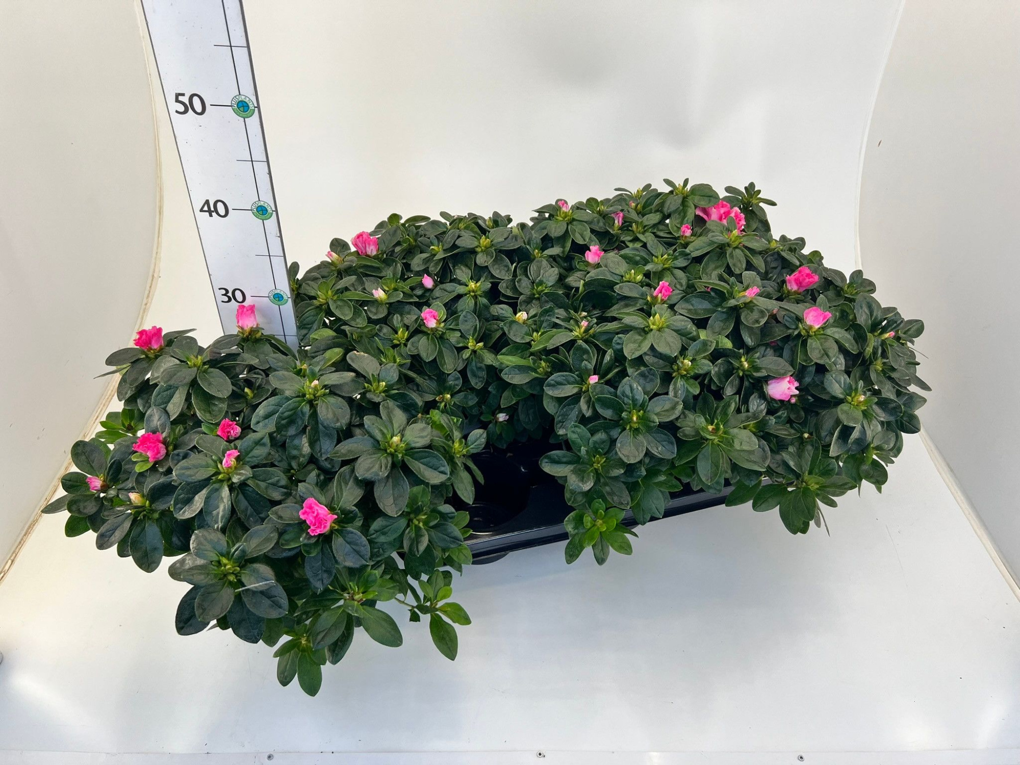 Rhododendron simsii T13 ⌀25-27 pink, D 13 cm