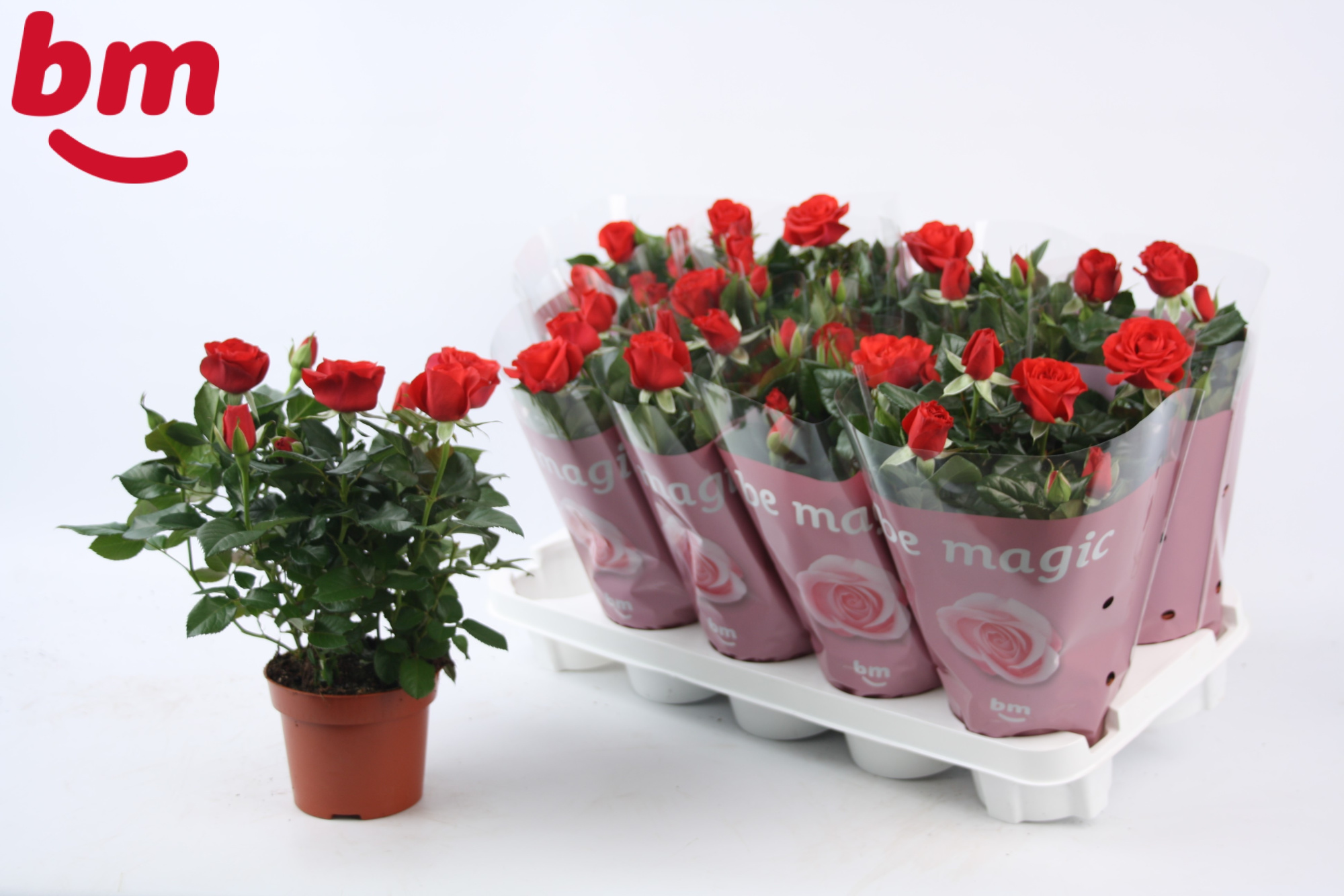 Rosa Red Beau Monde (12 cm), D 12 cm