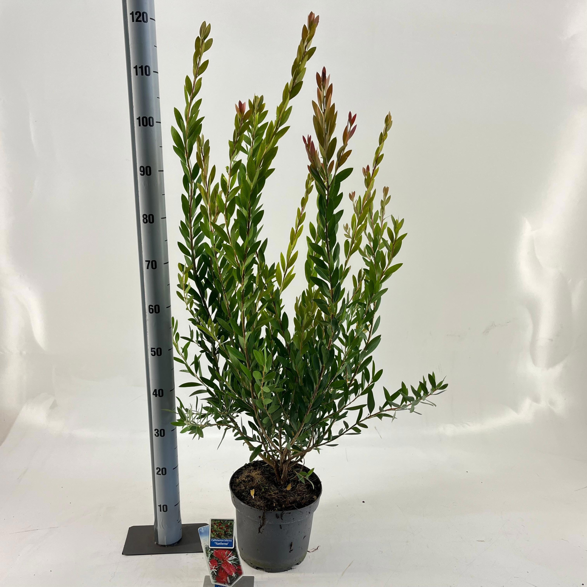 Callistemon viminalis INFERNO ('Yanferno'PBR), D 23 cm