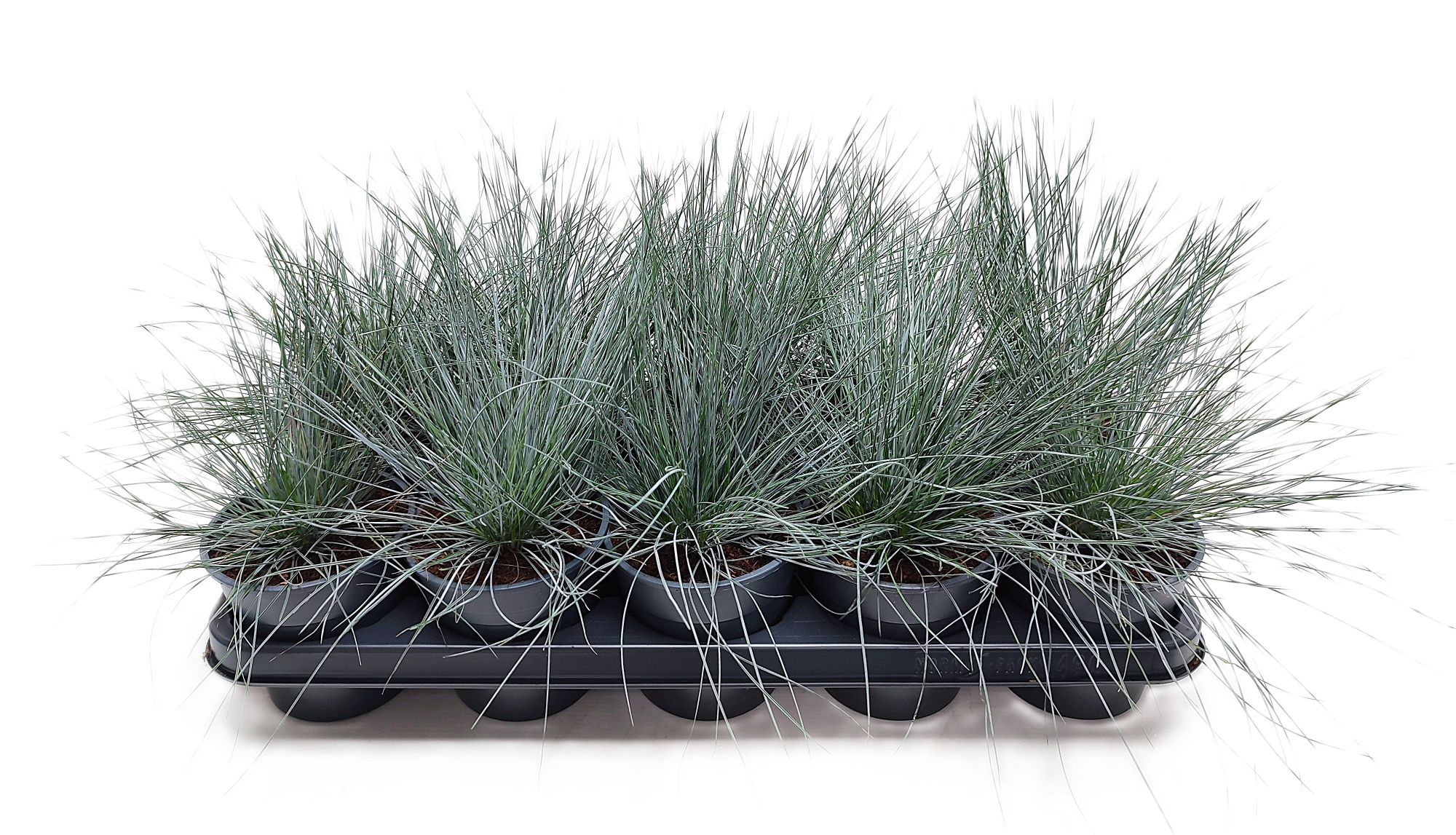 Festuca Glaucanta, D 12 cm