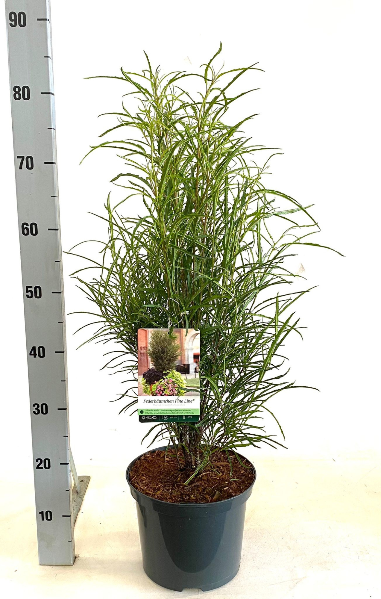 Rhamnus frangula Fine Line, D 23 cm