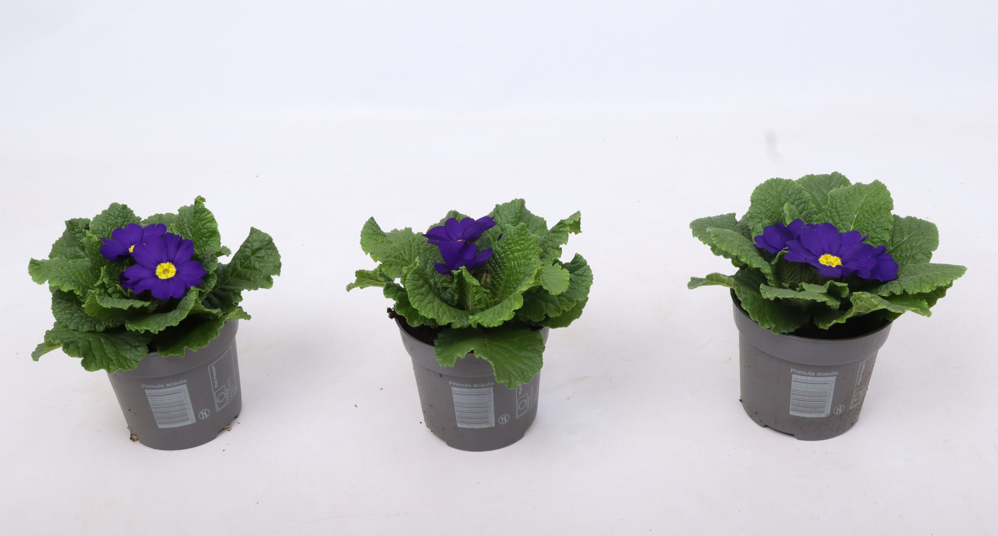 Primula ac. 'Cairo Blue', D 10,5