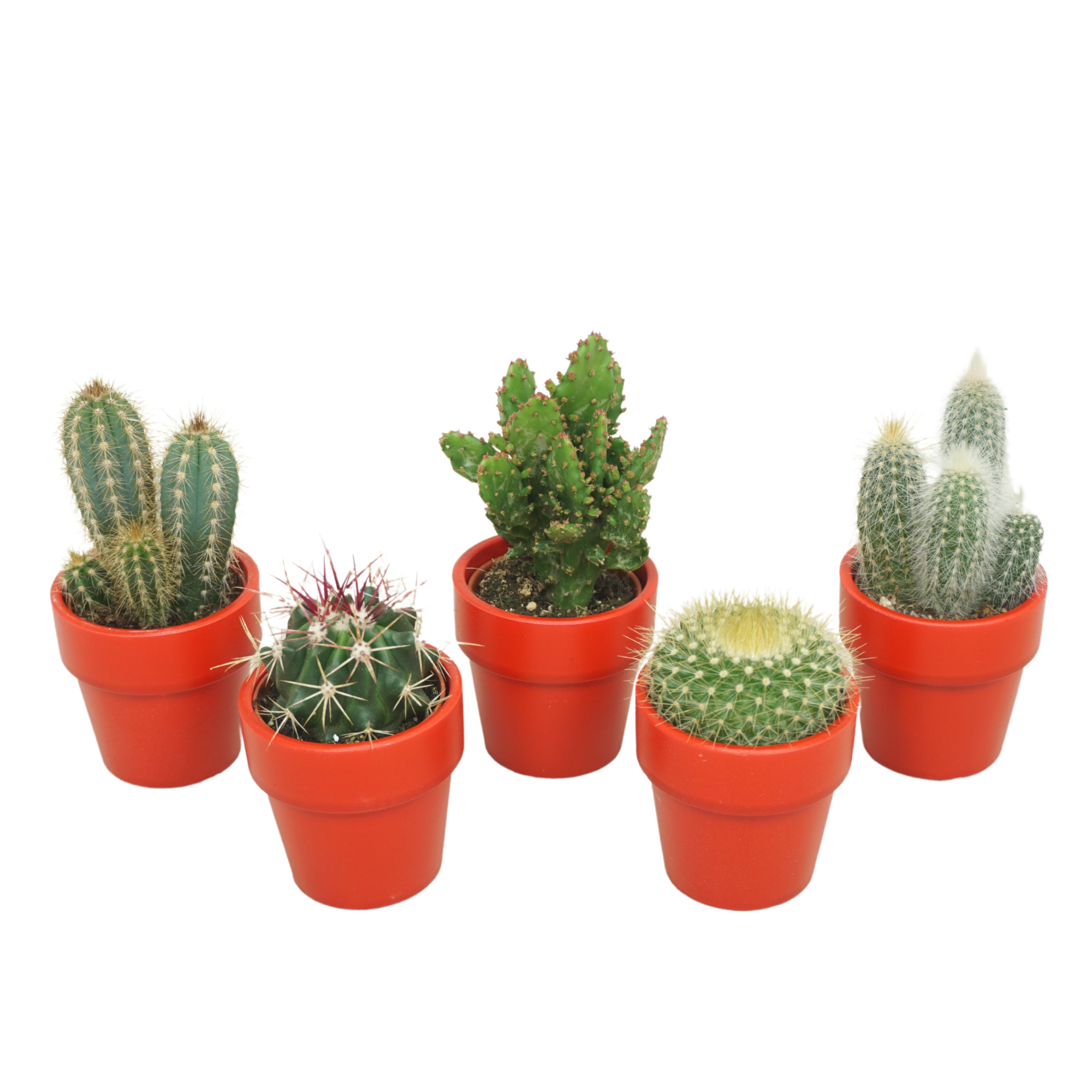 Cactus mix 5,5 cm in TC kraag pot rood, D 5,5 cm