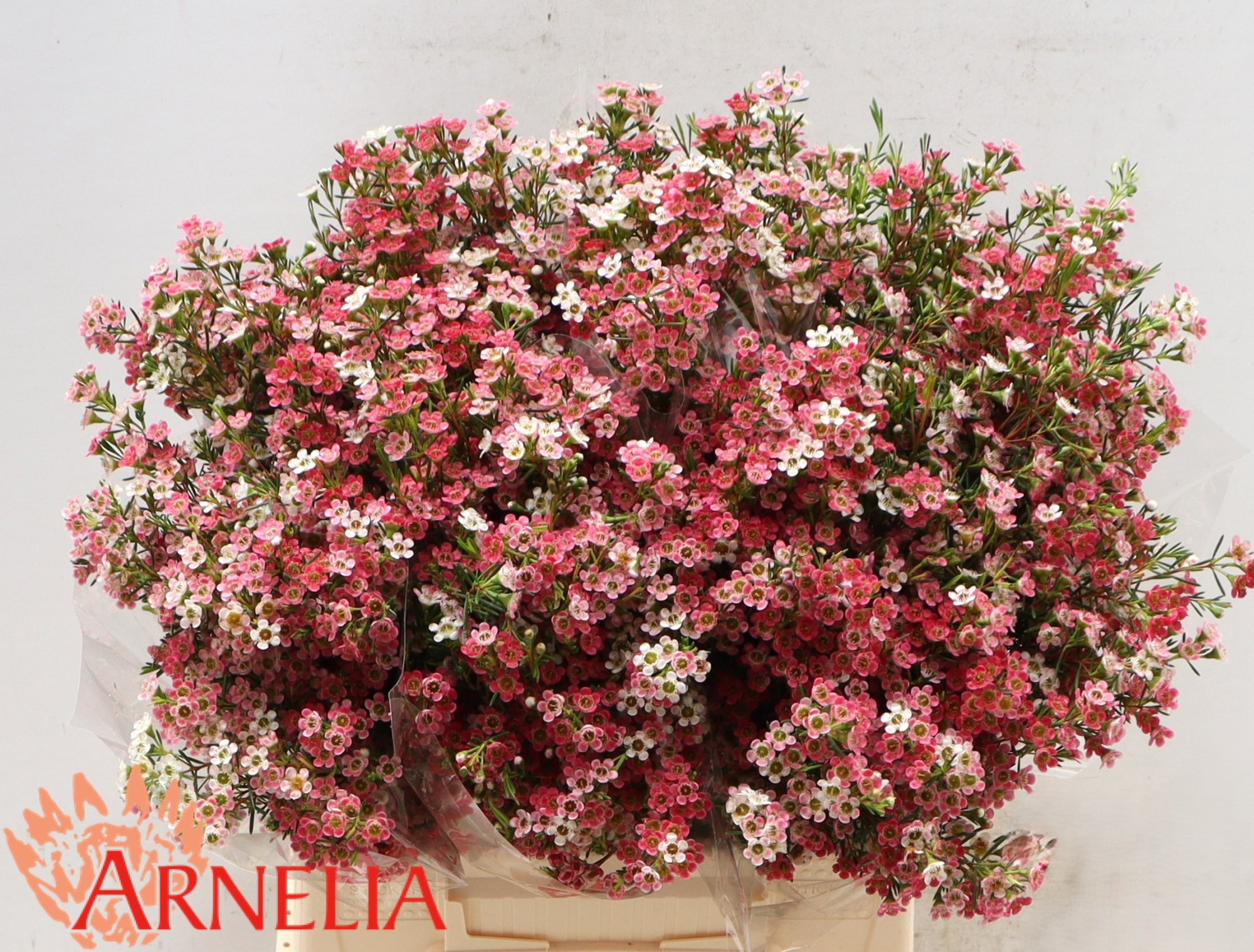 Шамелациум Май Свит Сикстин 40, шт.