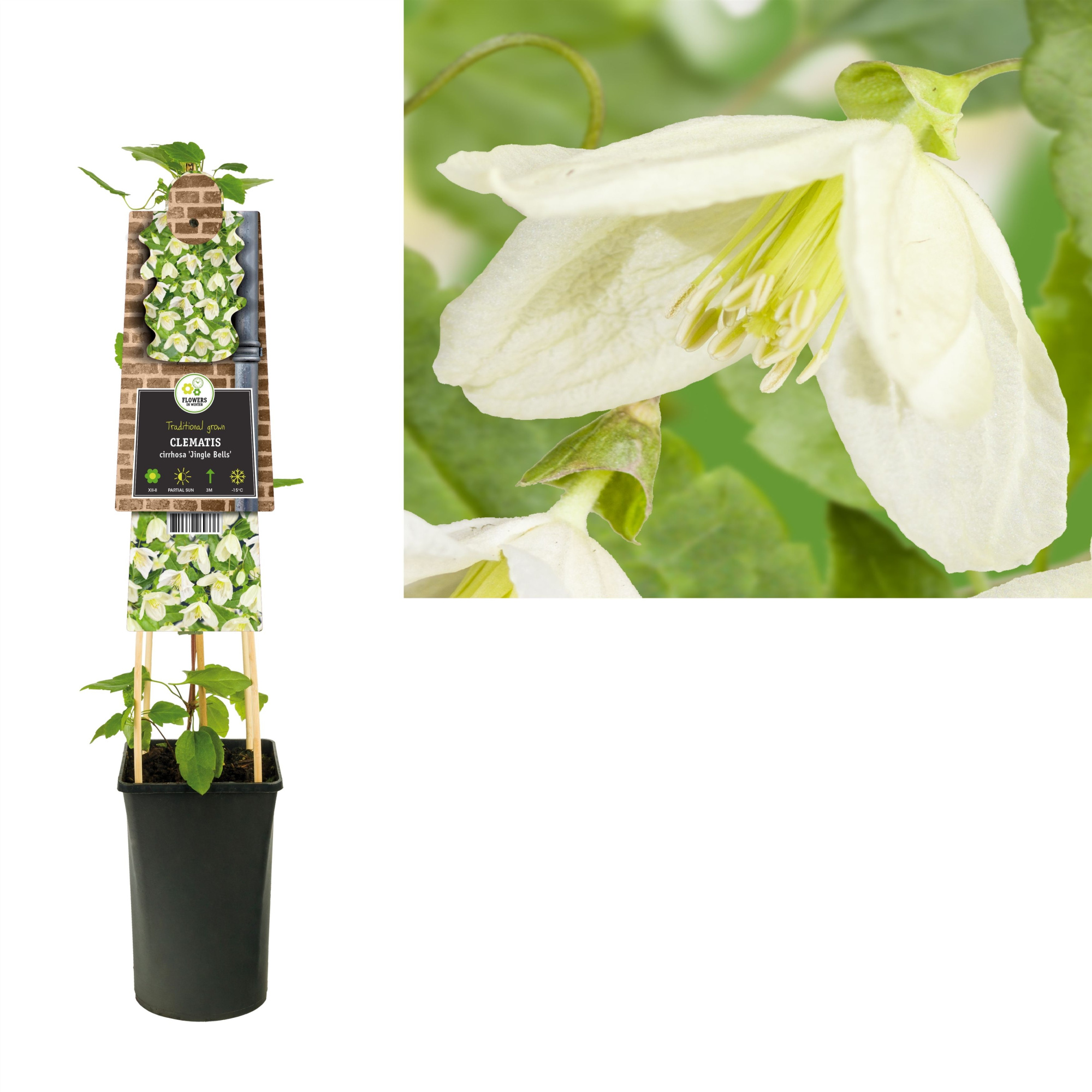 Clematis cirrhosa 'Jingle Bells' +3.0 label, D 17 cm
