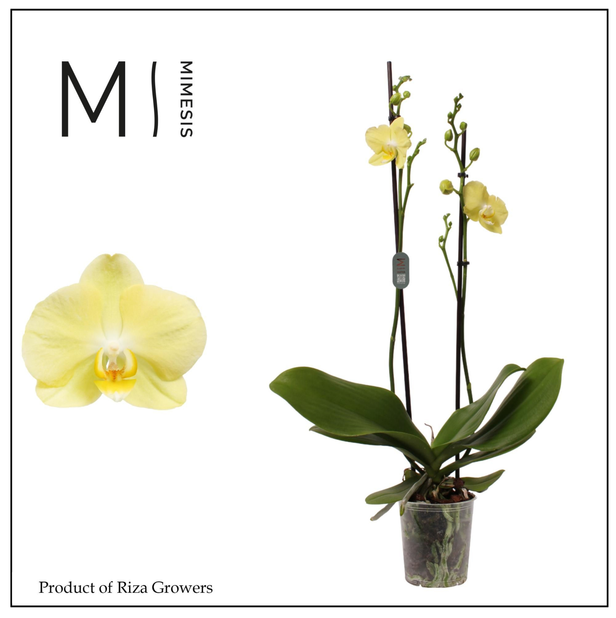 Mimesis Phal. Mirage - 2 spike 12cm, D 12 cm