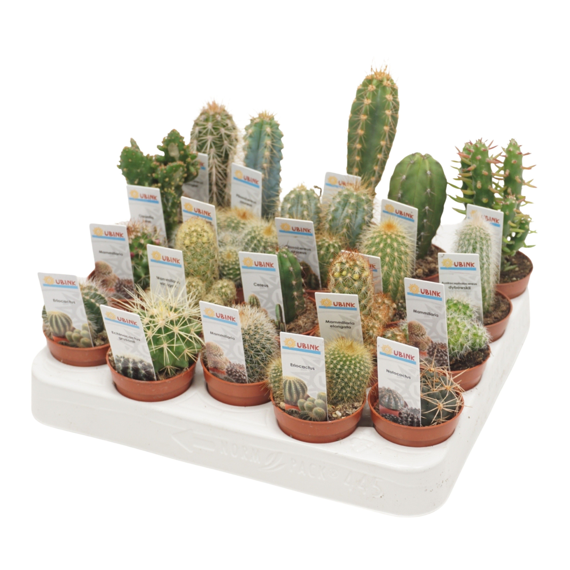 Cactus mix 5,5 cm met foto etiket, D 5,5 cm