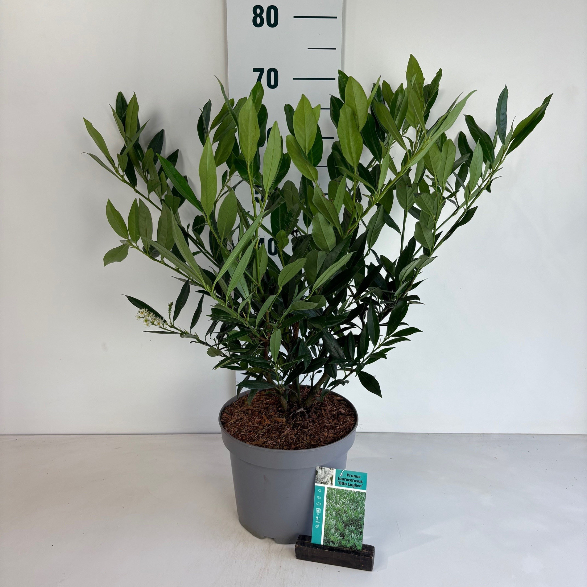 Prunus laurocerasus Otto Luyken, D 23 cm