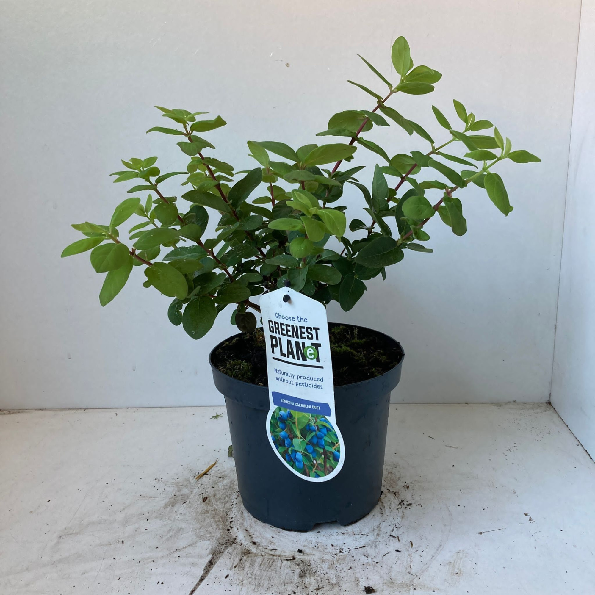 Lonicera cearulea 'Duet', D 19 cm