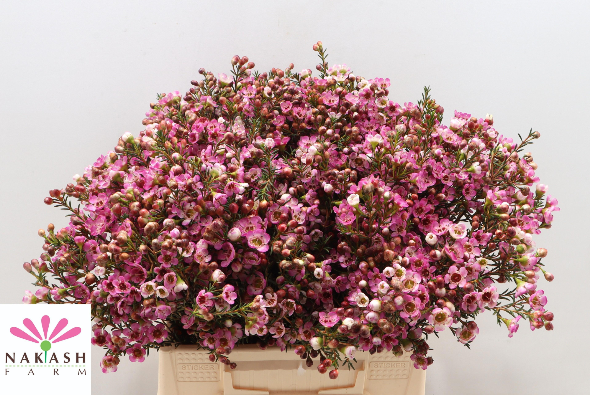 Шамелациум Ади 40 (роз.), шт.