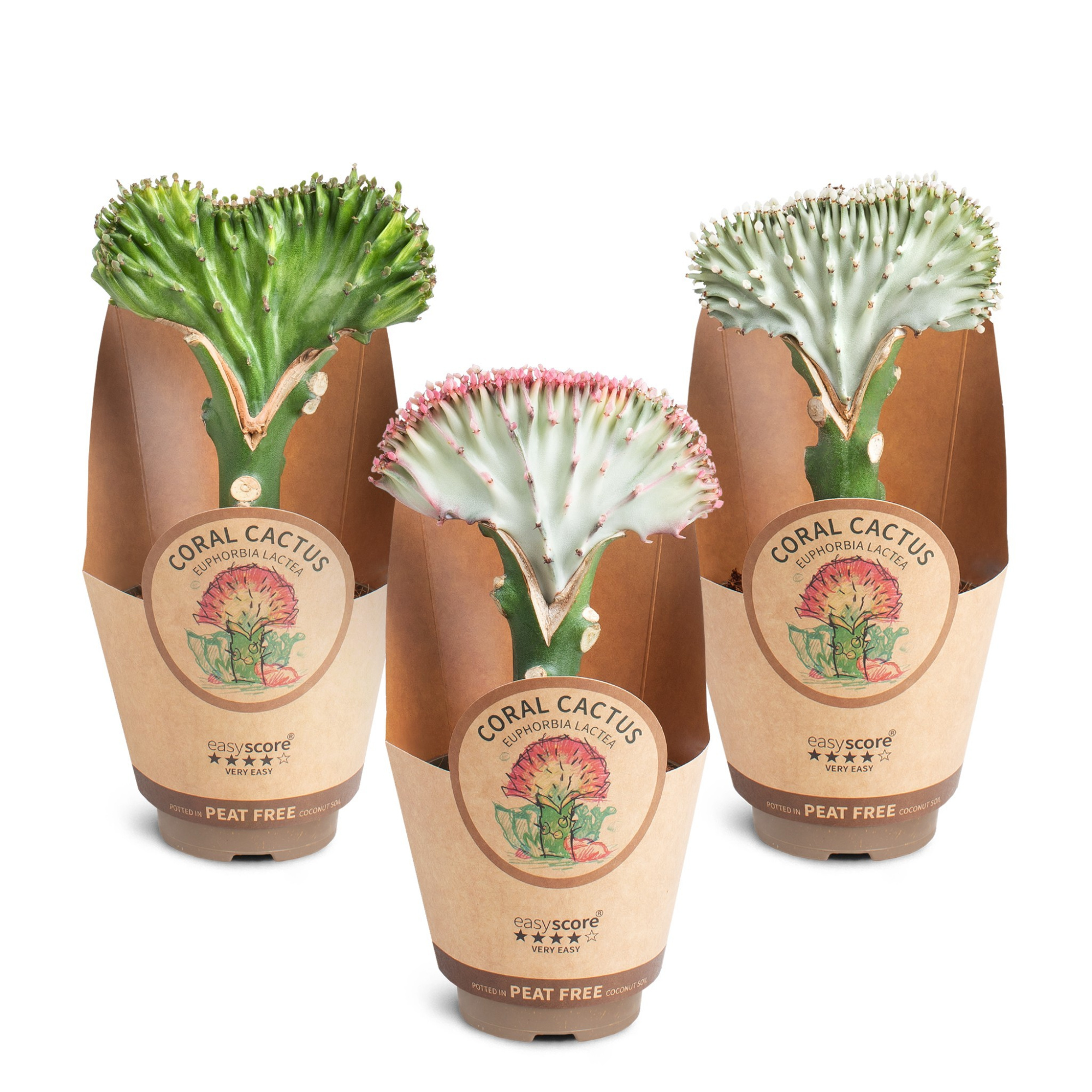 Euphorbia lactea, D 9