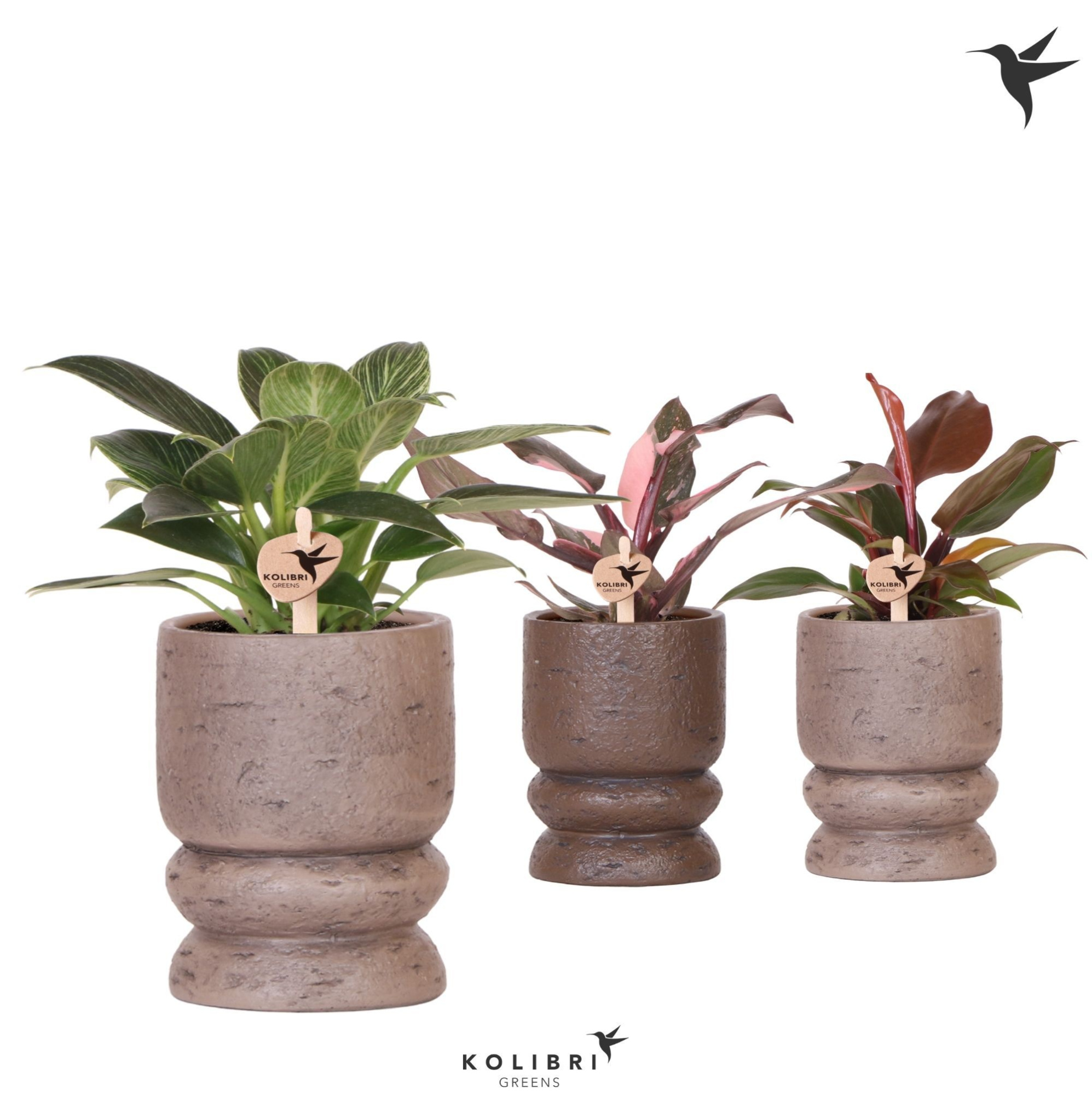 Kolibri Greens Philodendron mix in Vintage pot brown mix, D 9