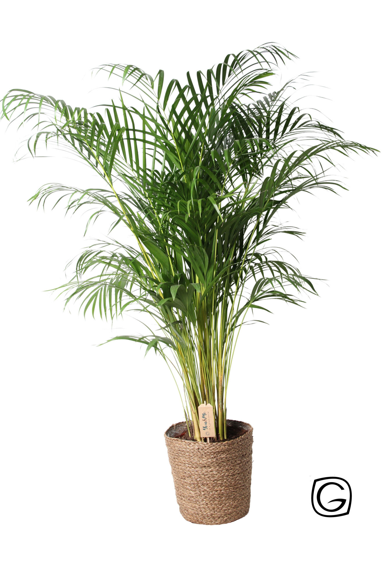 Areca in natural basket p27, D 27 cm