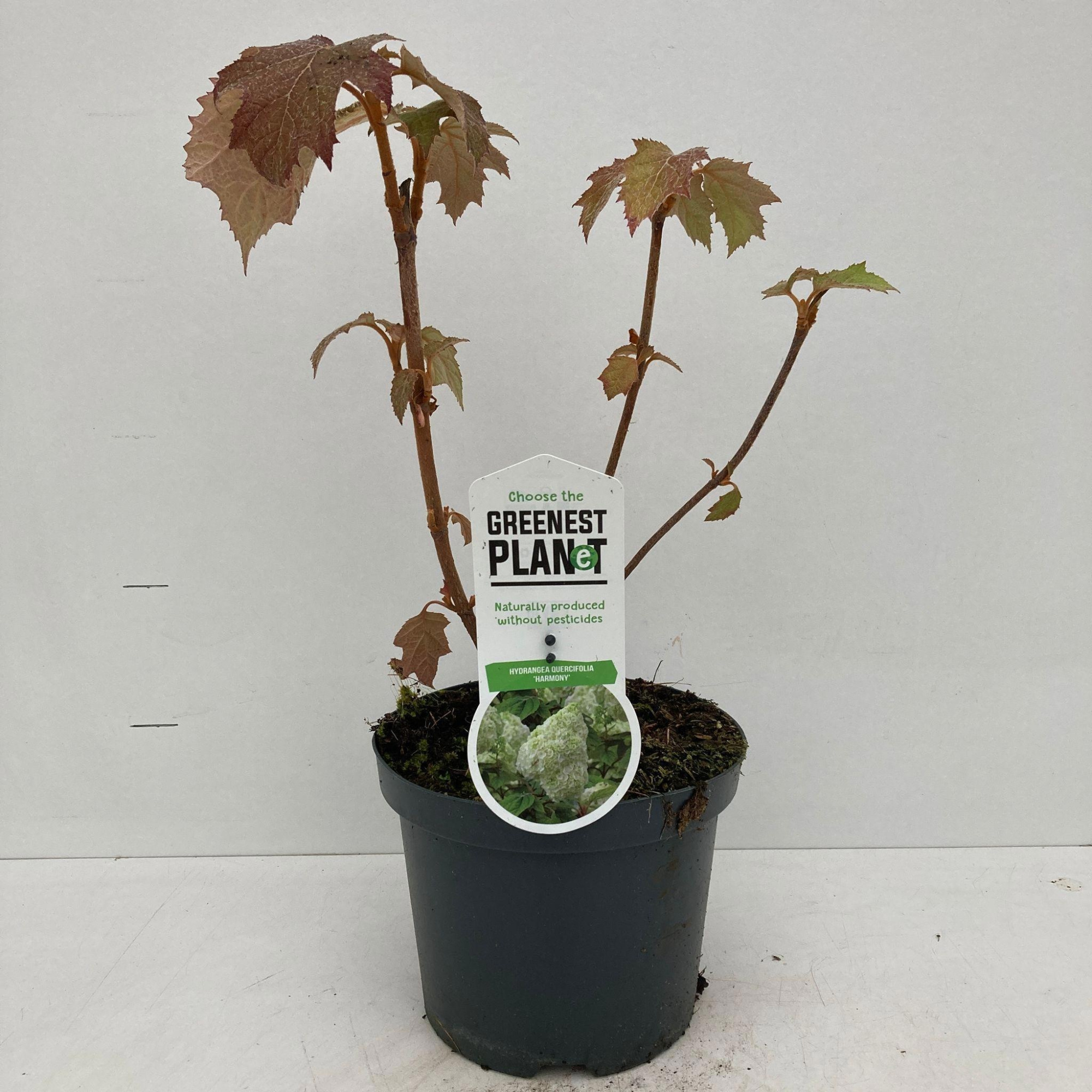 Hydrangea quercifolia 'Harmony', D 19