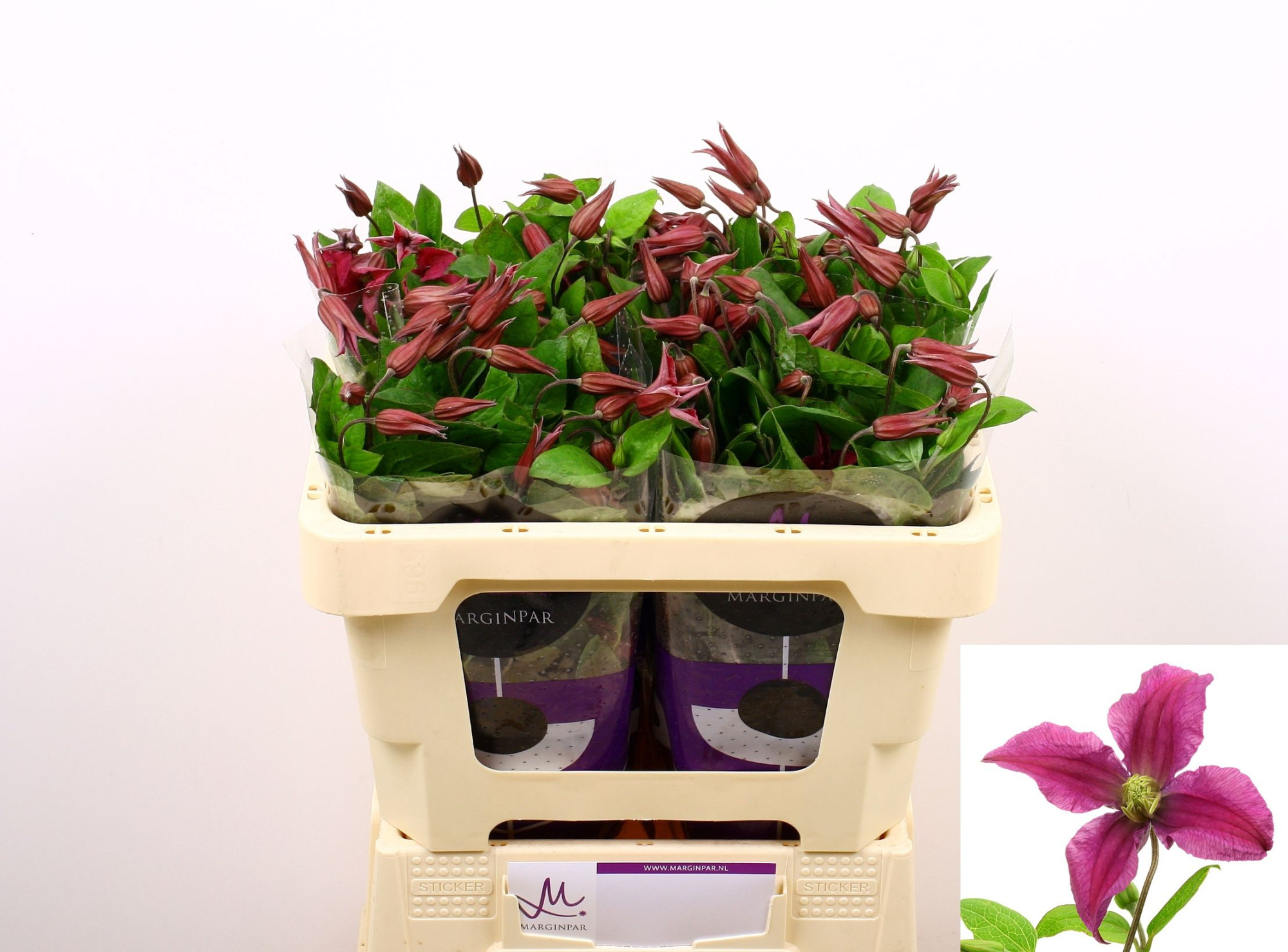 Клематис Эмейзин Киев 50 (ярко-роз.), шт.