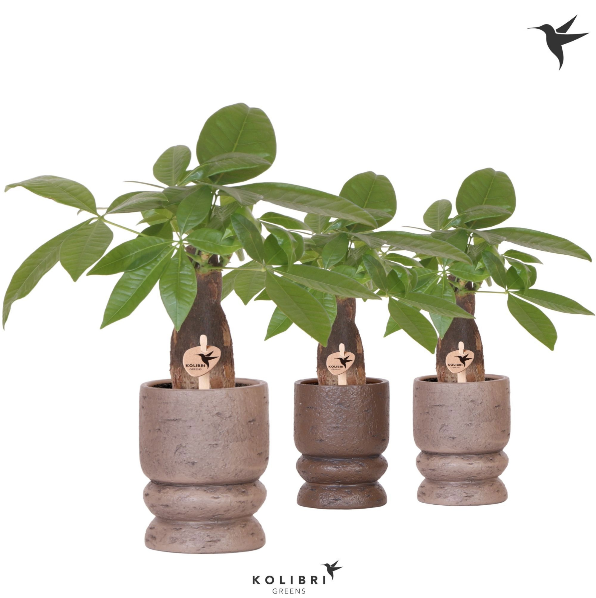 Kolibri Greens Pachira in Vintage pot mix, D 9 cm