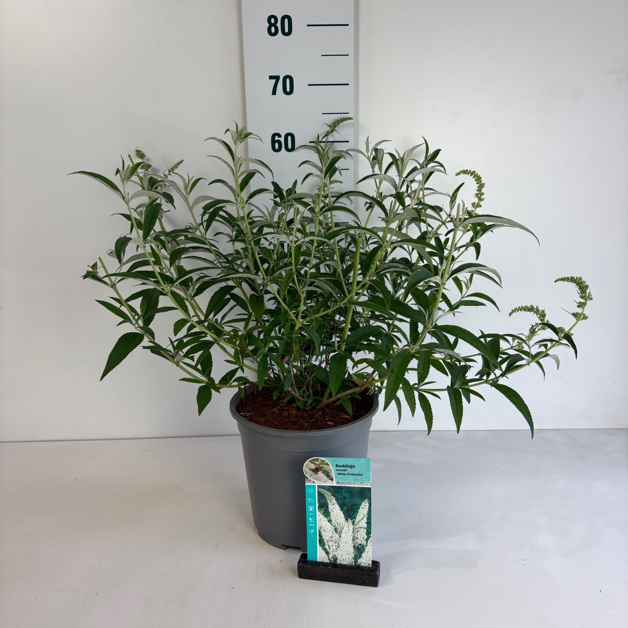 Buddleja davidii White Profusion, D 24 cm