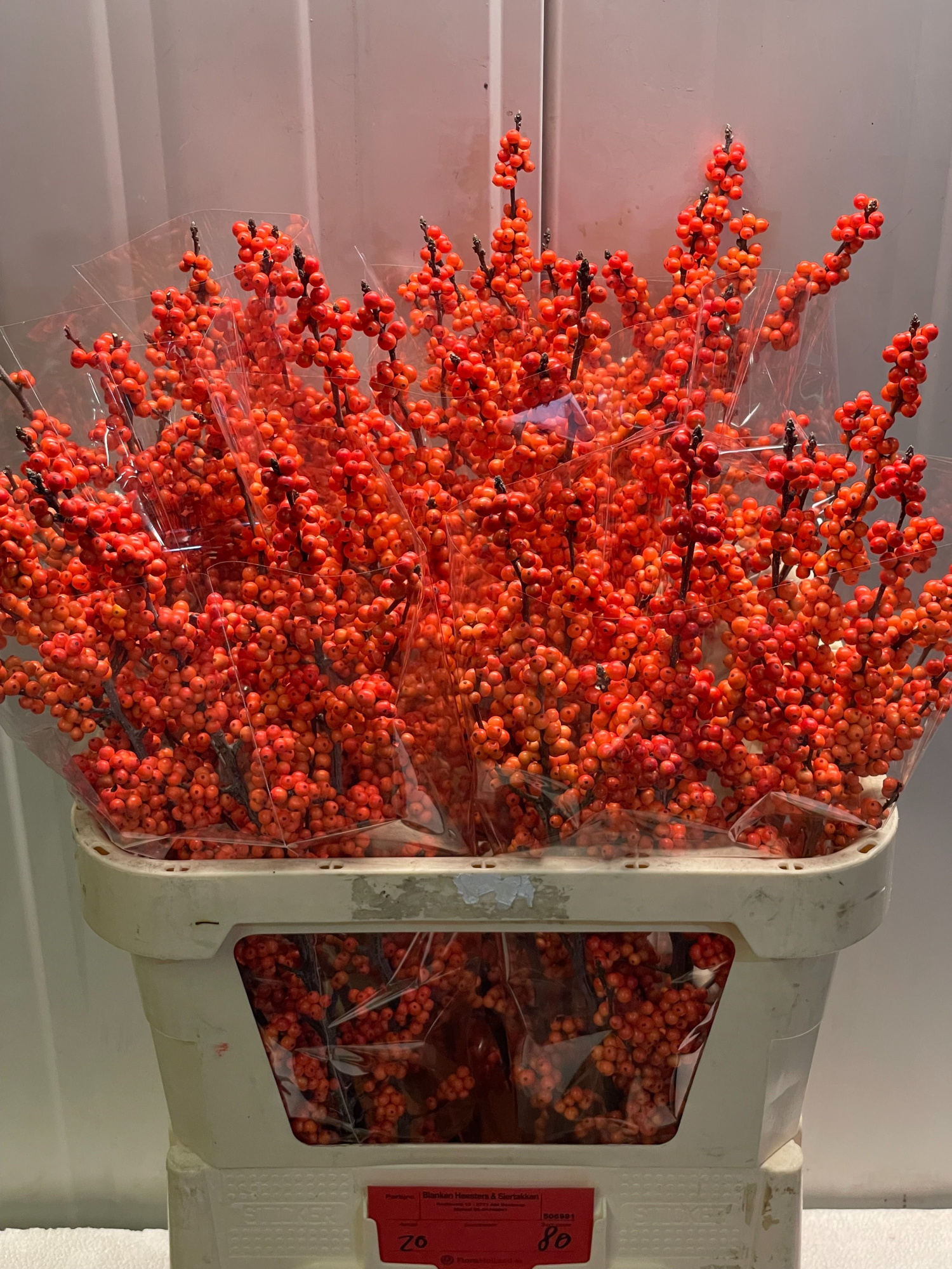 Илекс Винтер Голд 80, шт.