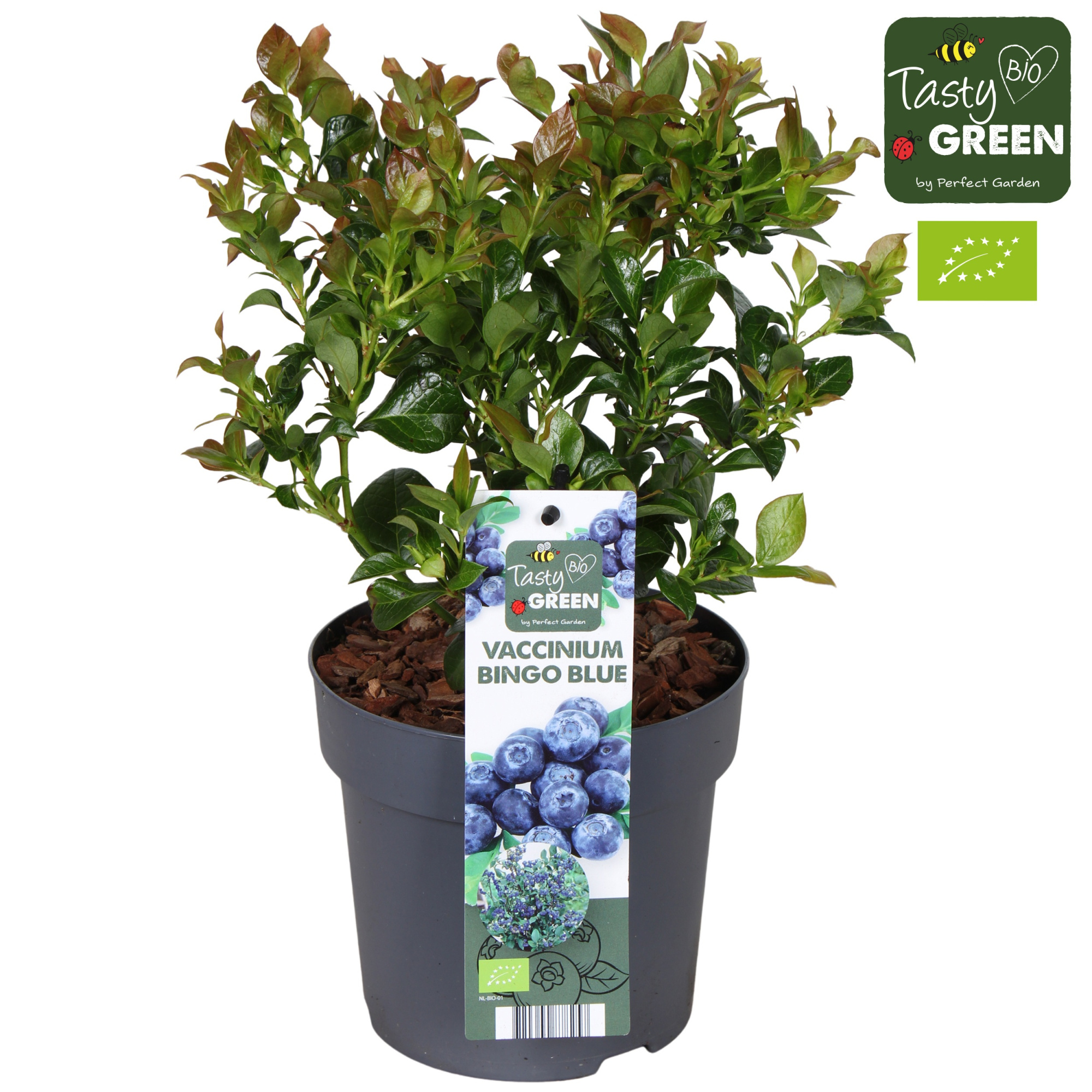 Vaccinium cor. 'Bingo Blue' Bio P14, D 14 cm